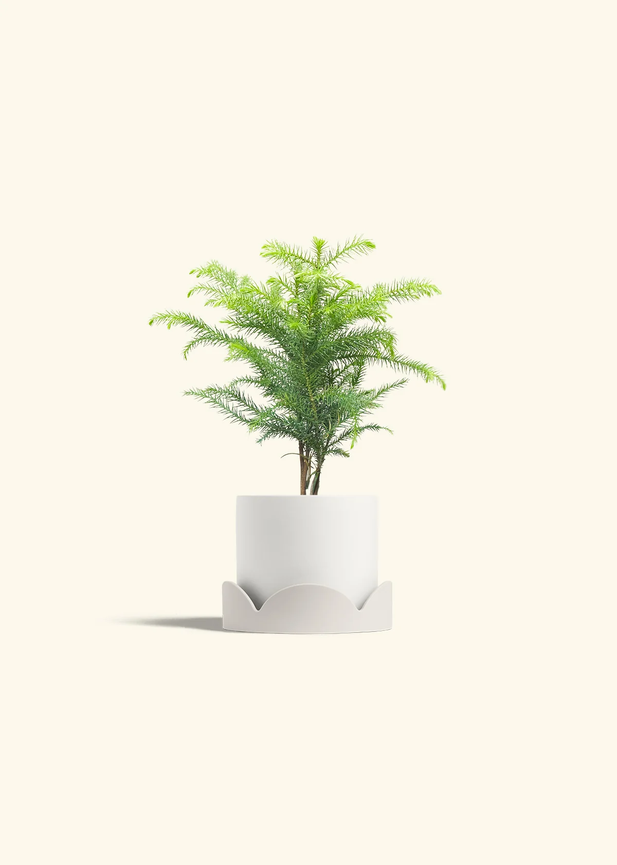 Norfolk Pine - Image 22