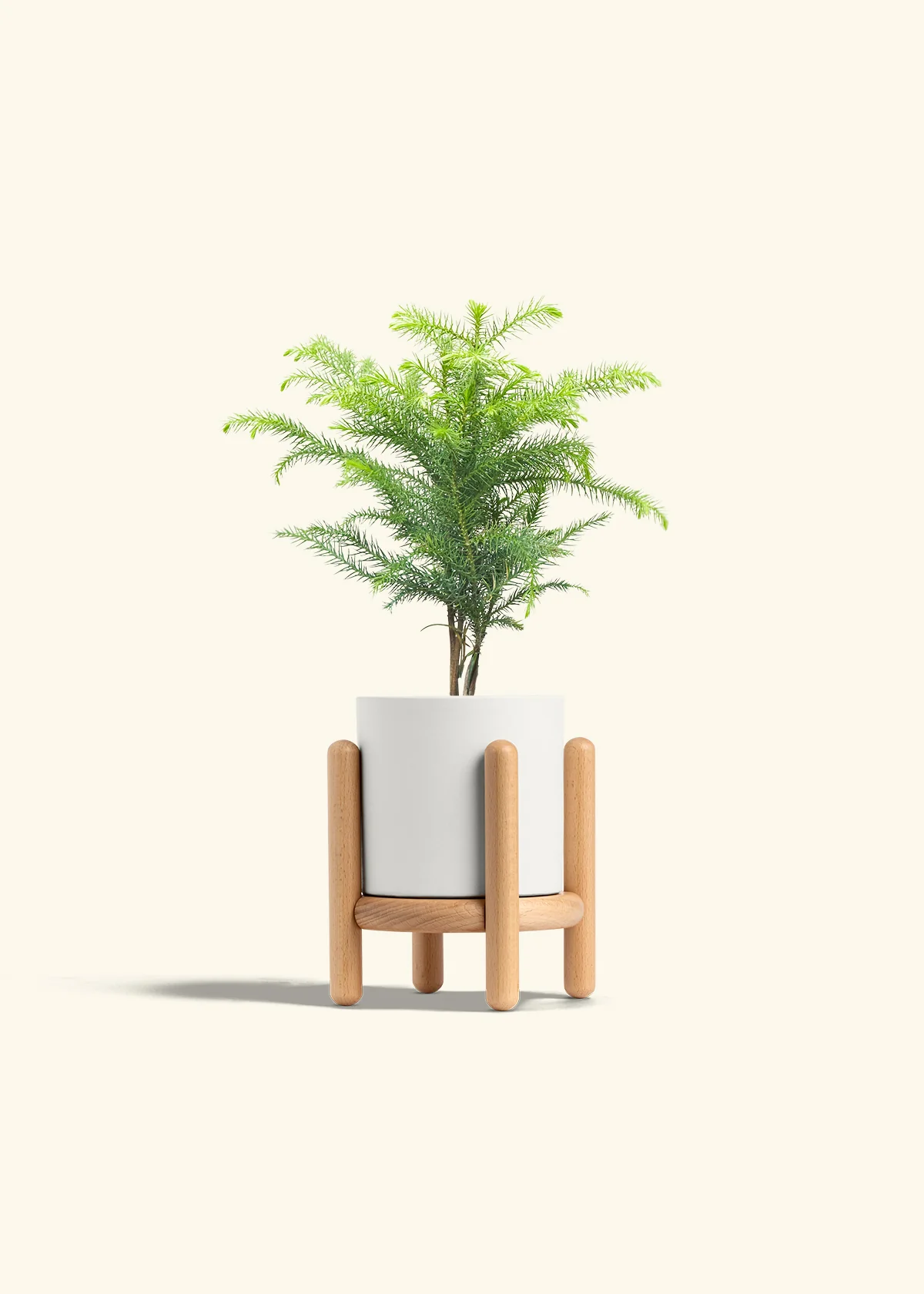 Norfolk Pine - Image 23