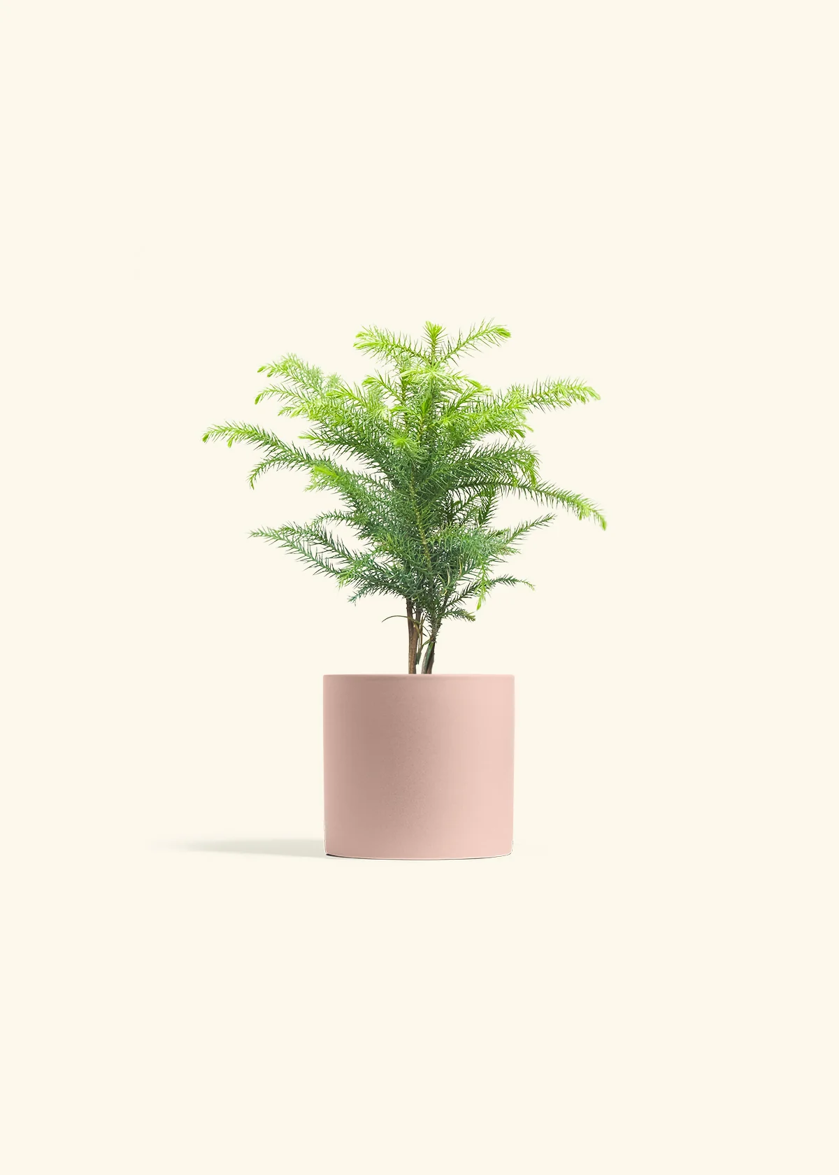 Norfolk Pine - Image 24