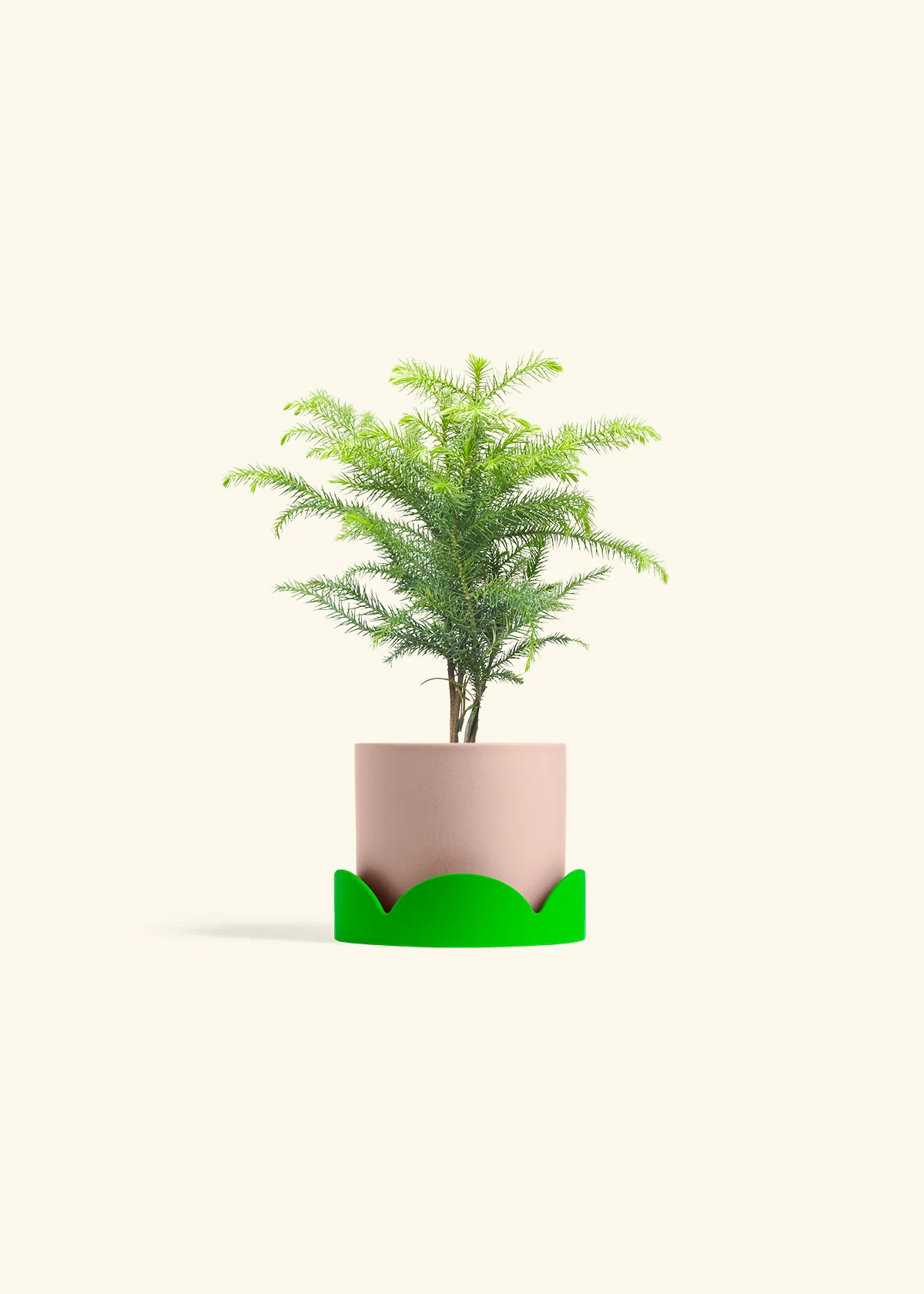 Norfolk Pine - Image 25