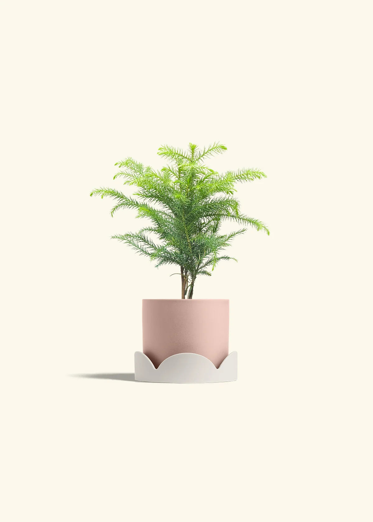Norfolk Pine - Image 26