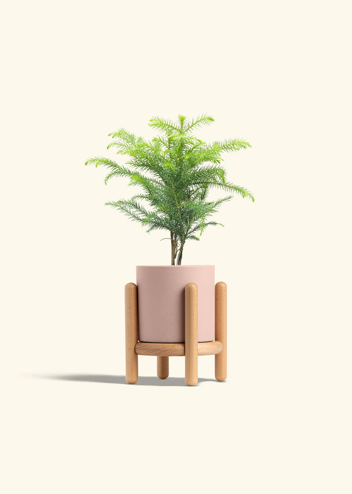 Norfolk Pine - Image 27