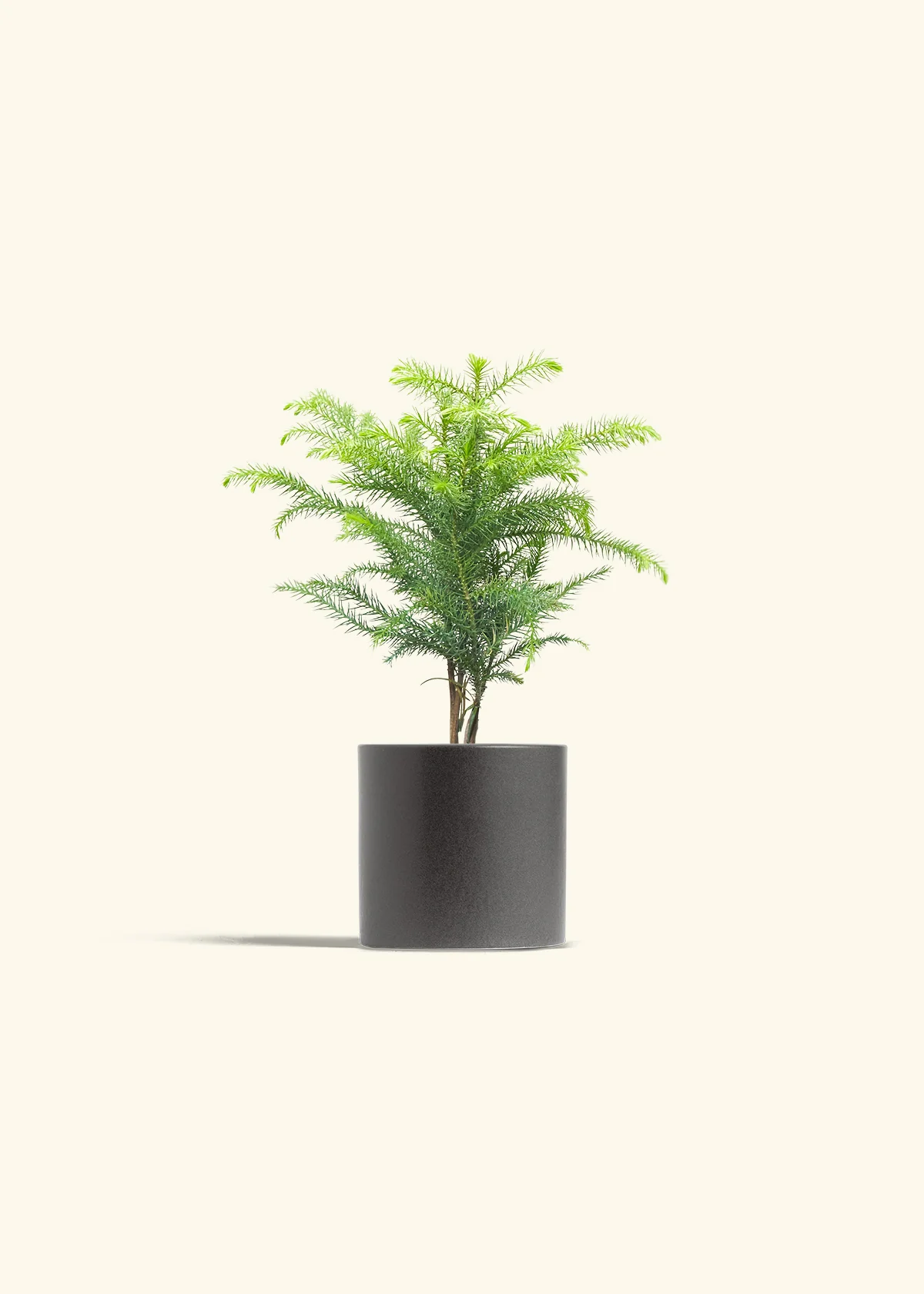 Norfolk Pine - Image 28
