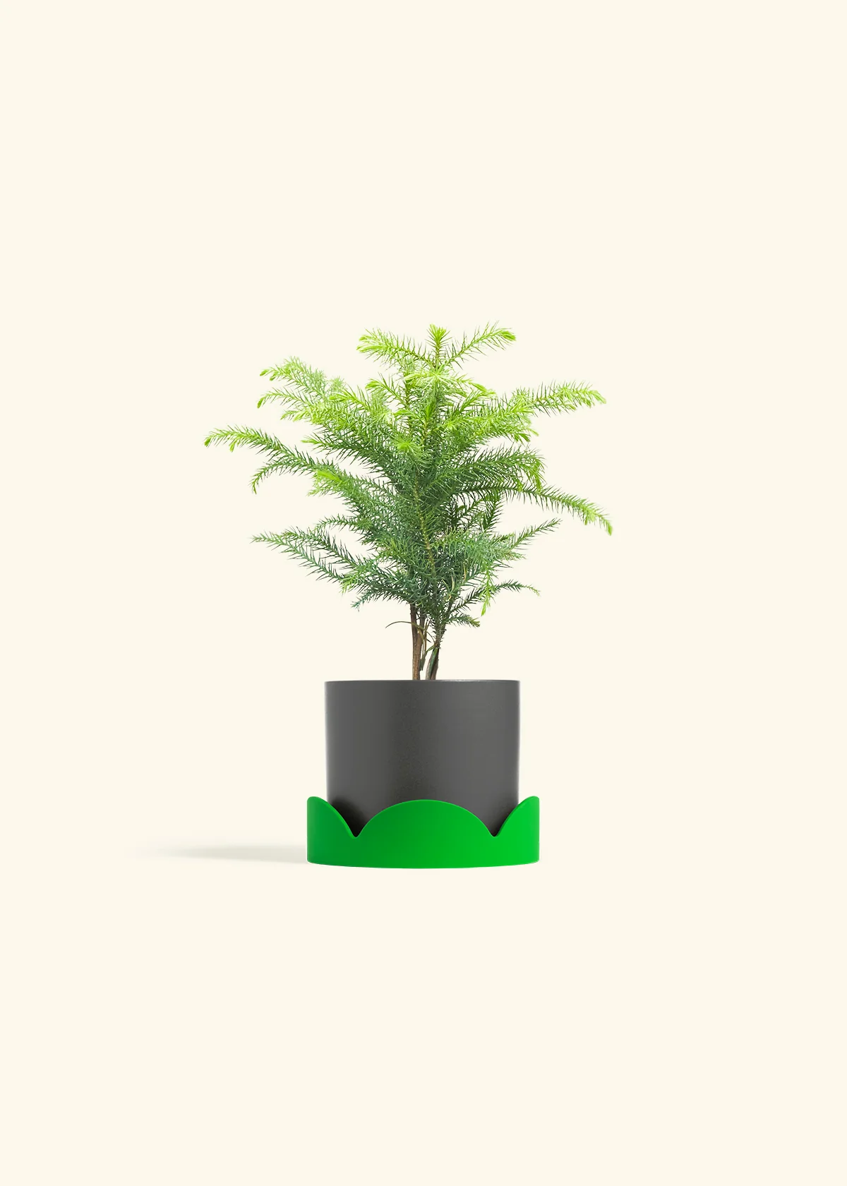 Norfolk Pine - Image 29