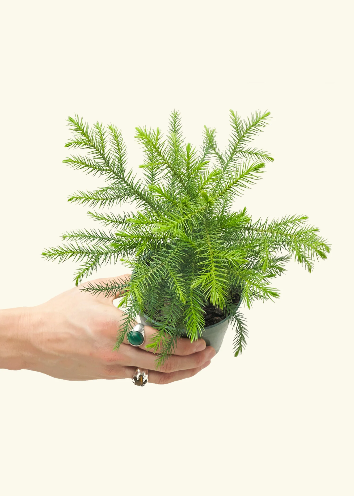 Norfolk Pine - Image 3