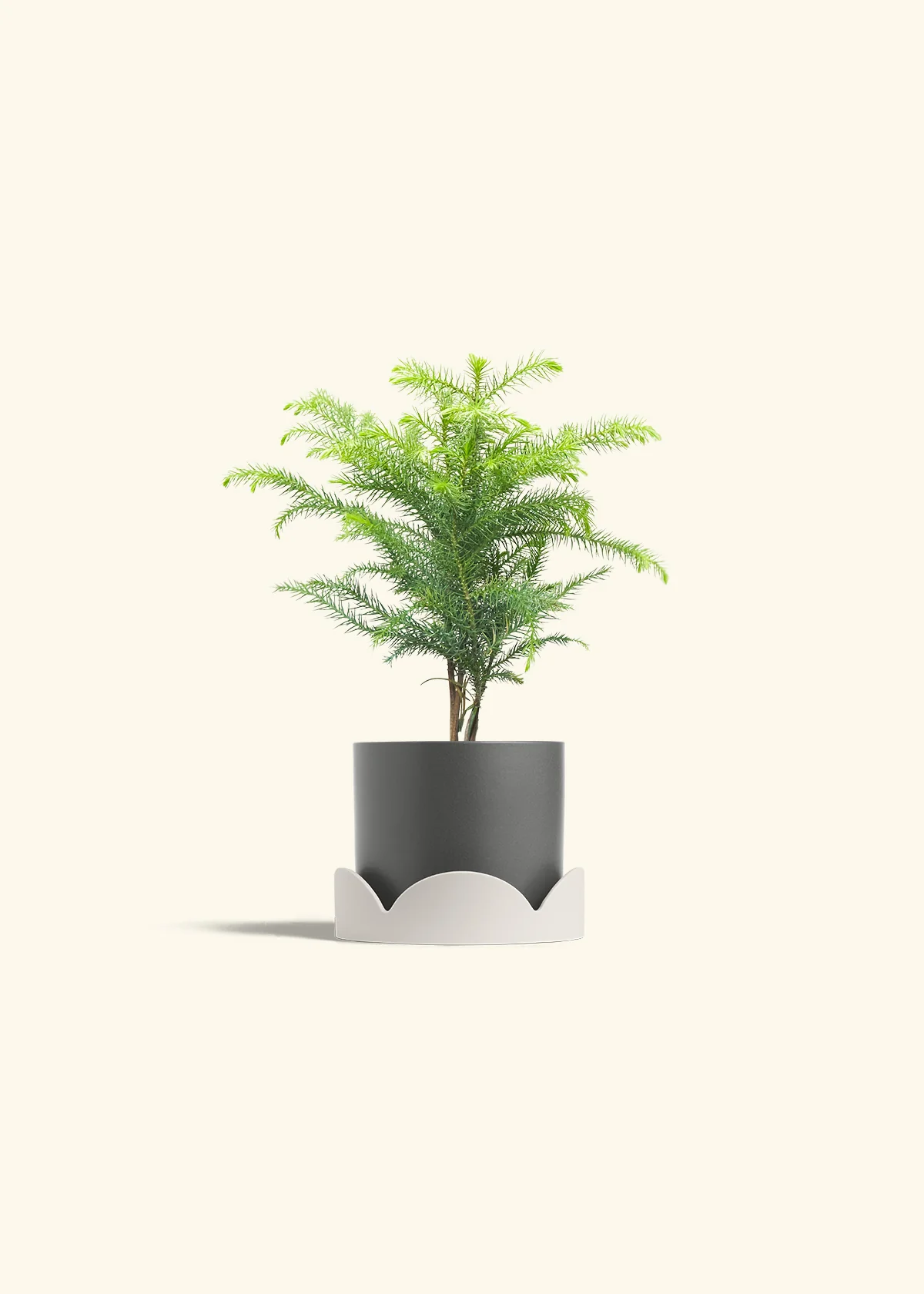 Norfolk Pine - Image 30