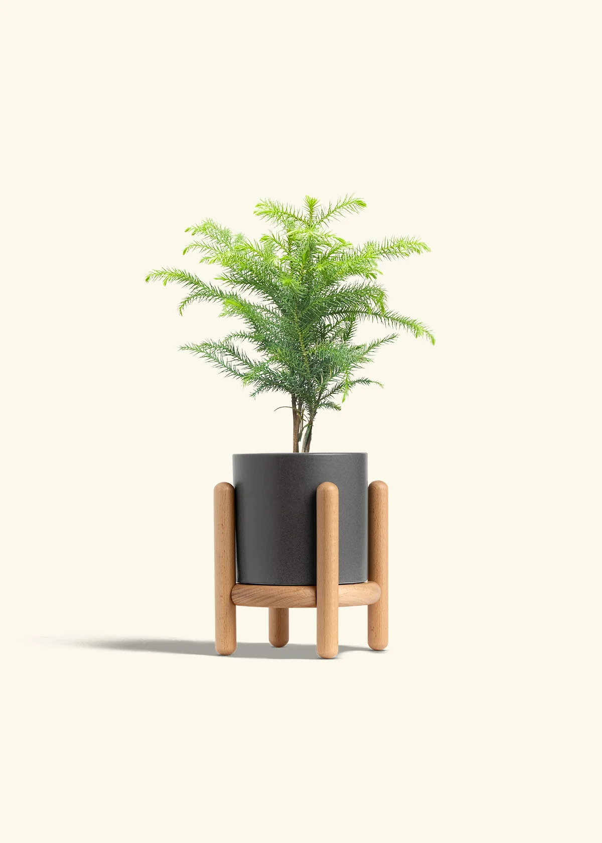 Norfolk Pine - Image 31