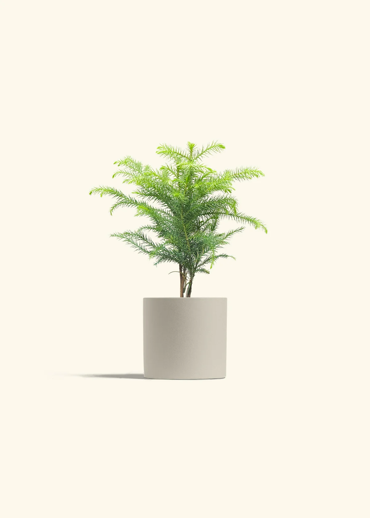 Norfolk Pine - Image 32