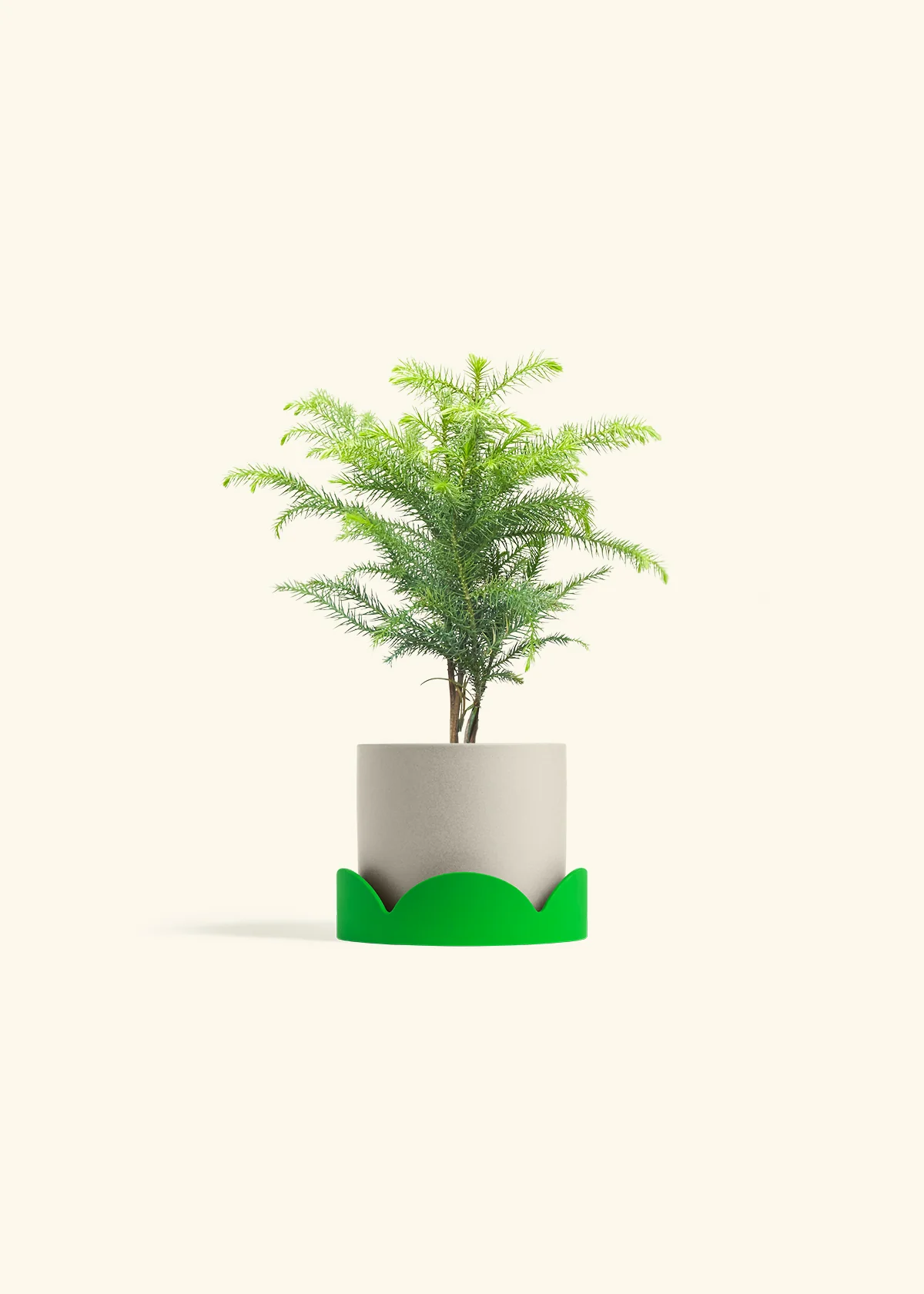 Norfolk Pine - Image 33