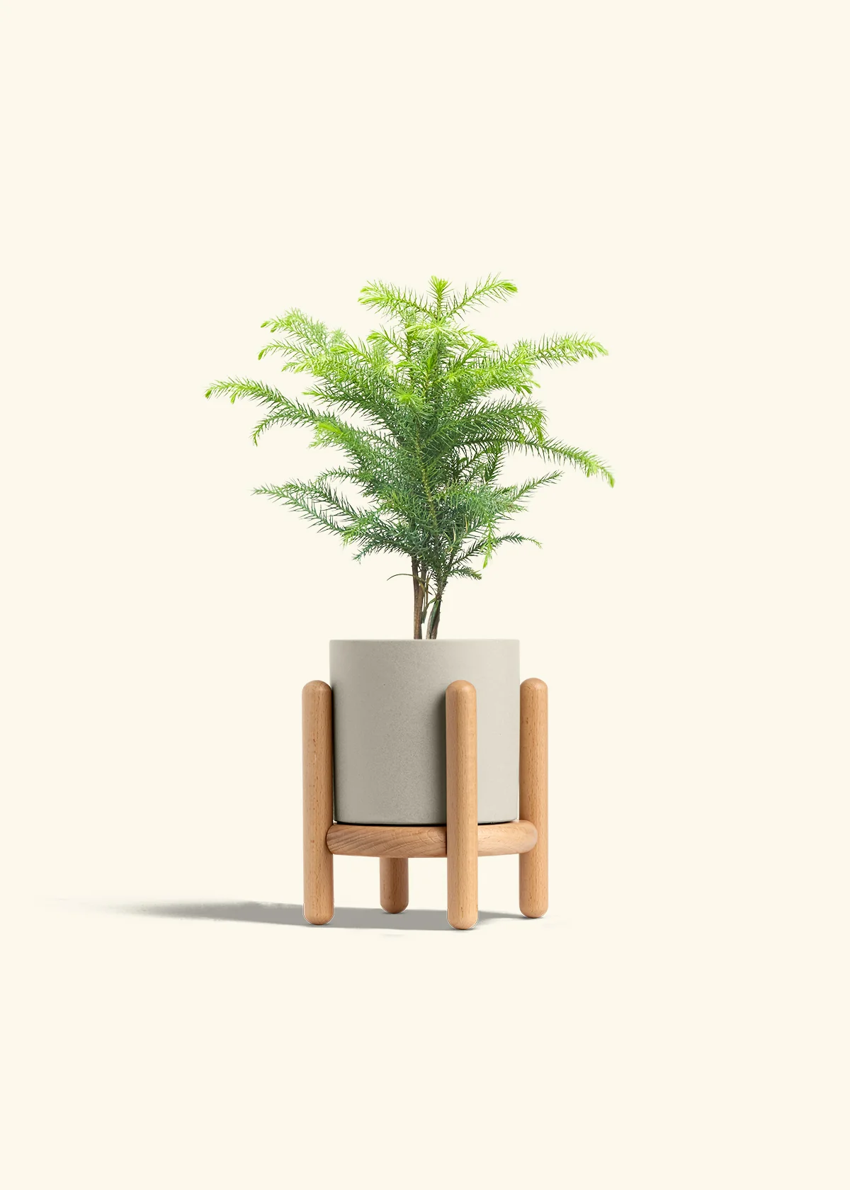 Norfolk Pine - Image 35
