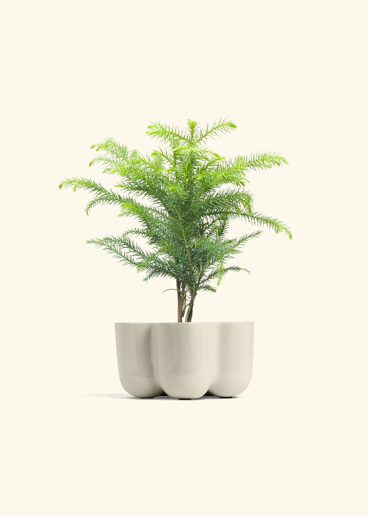 Norfolk Pine - Image 36