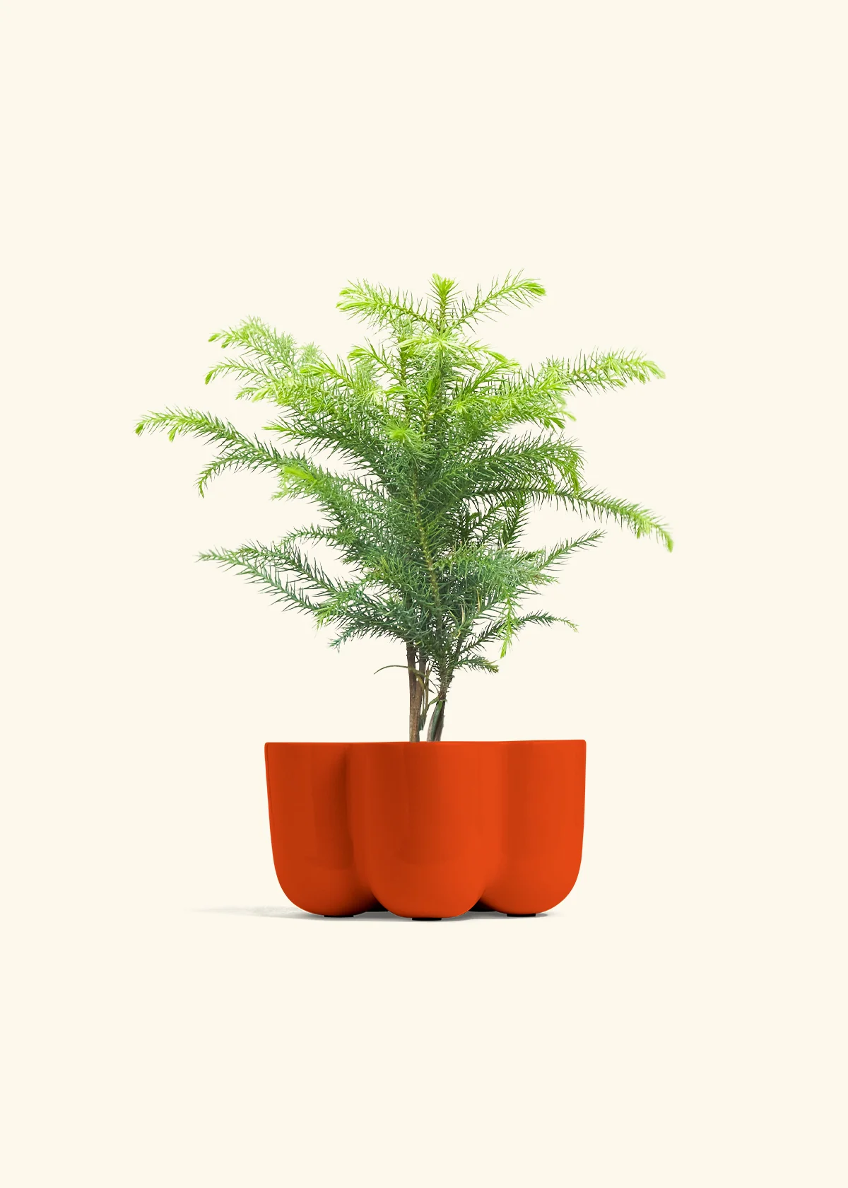 Norfolk Pine - Image 37