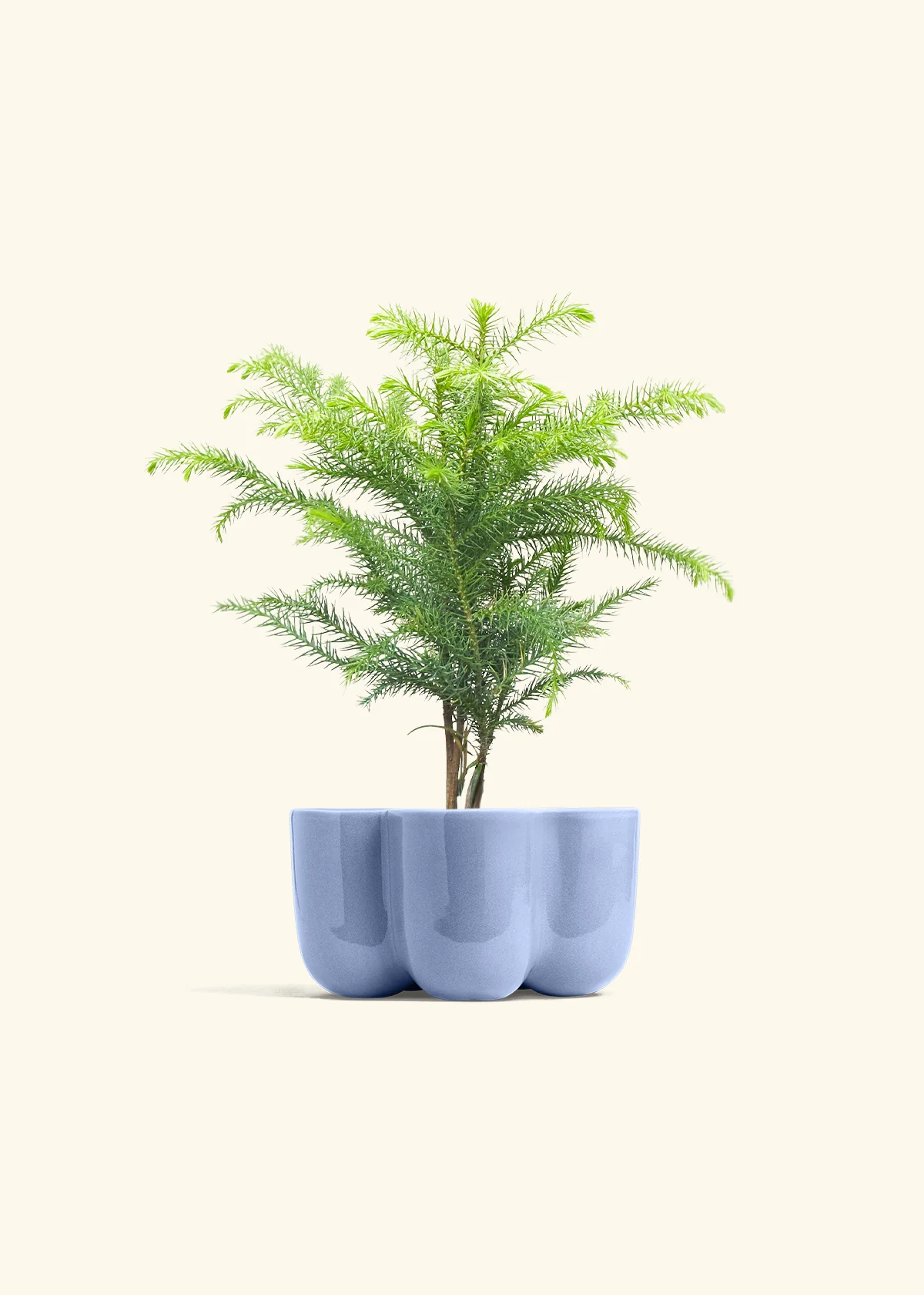 Norfolk Pine - Image 38