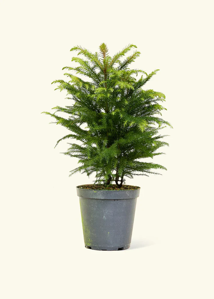 Norfolk Pine - Image 39