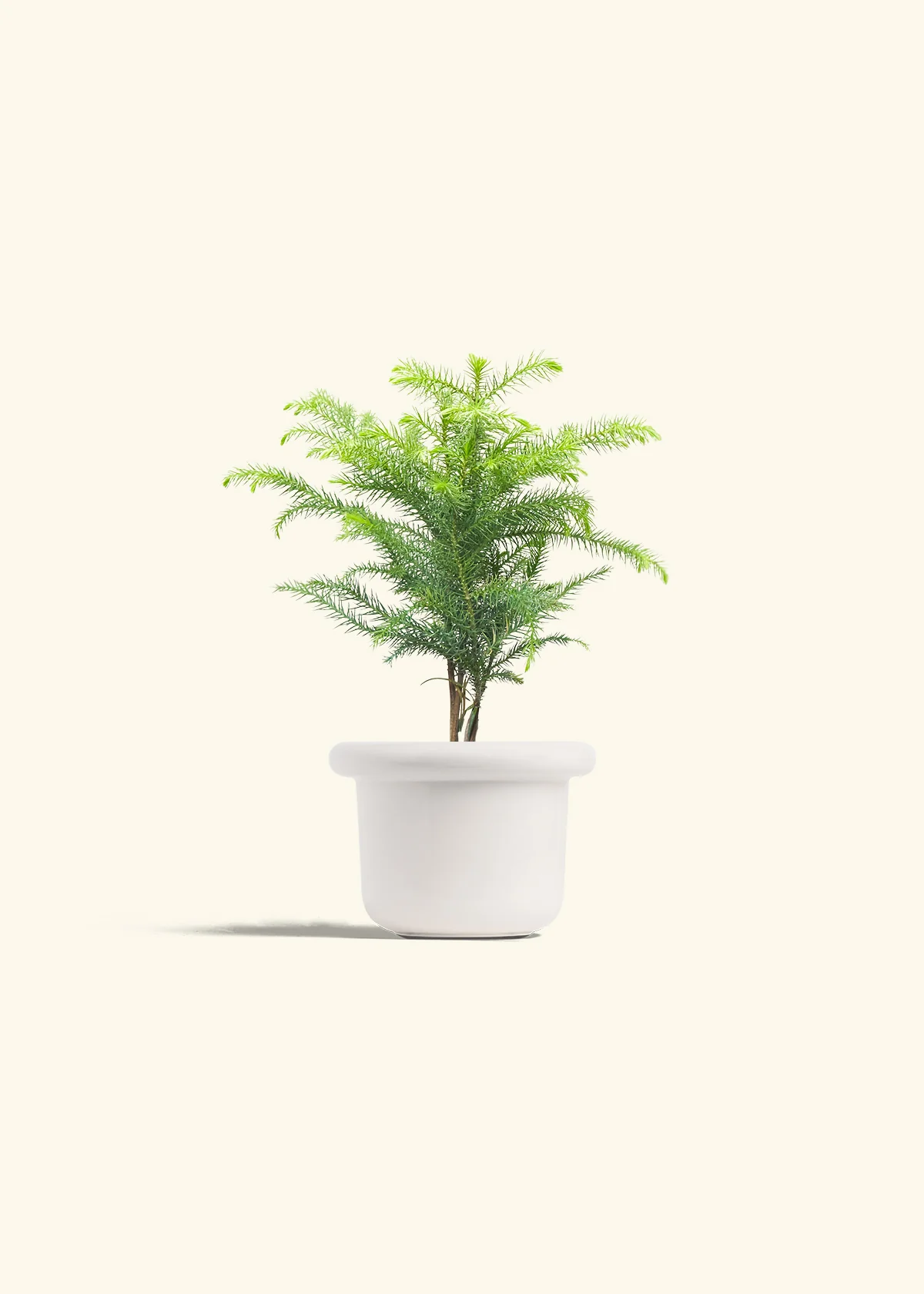 Norfolk Pine - Image 4