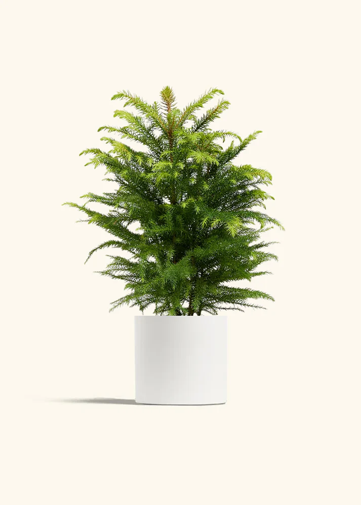 Norfolk Pine - Image 40