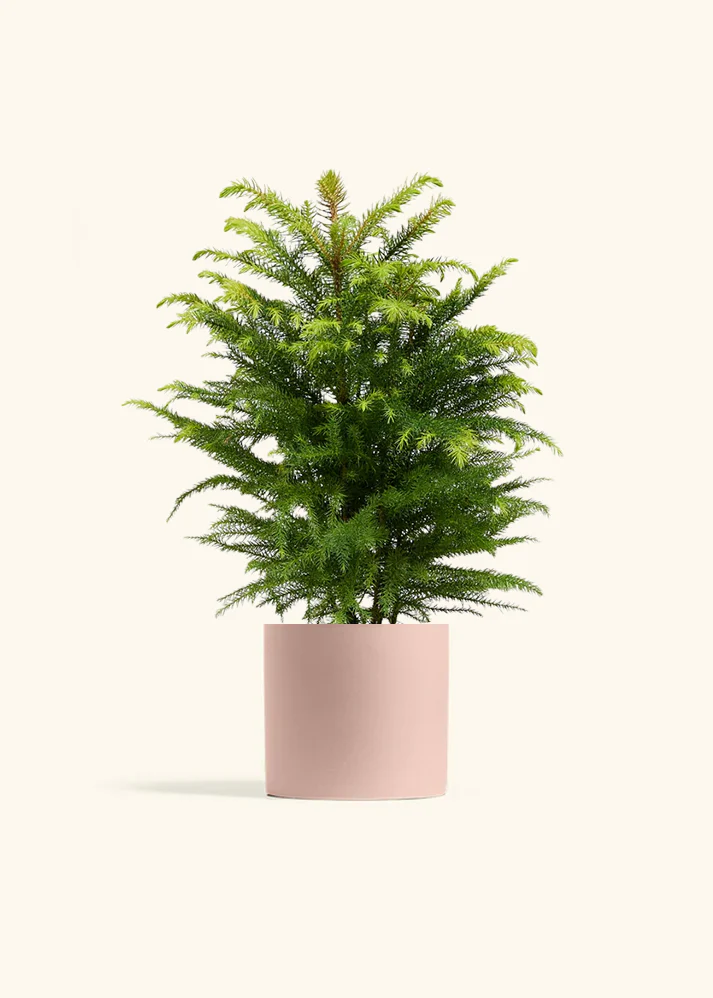Norfolk Pine - Image 41