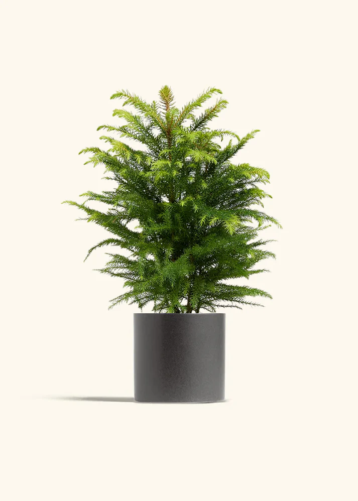 Norfolk Pine - Image 42