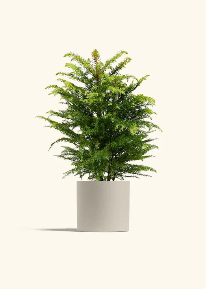 Norfolk Pine - Image 43