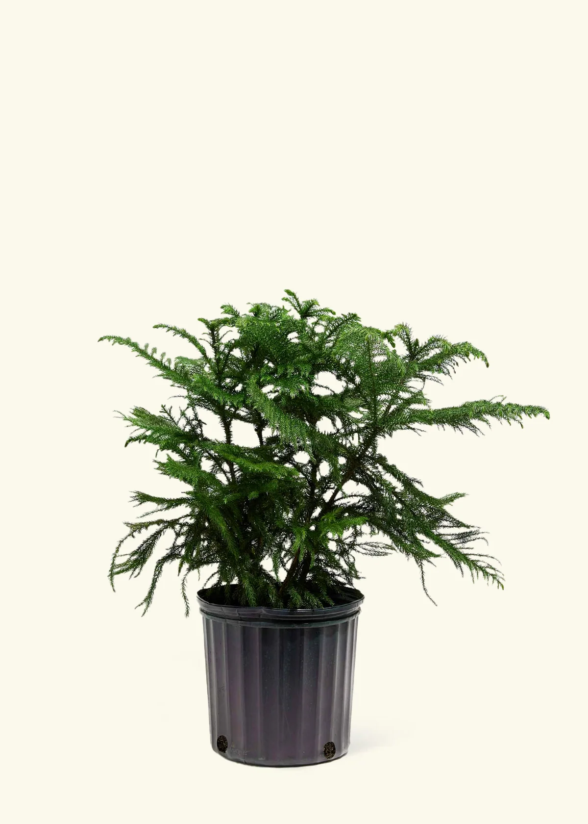 Norfolk Pine - Image 44