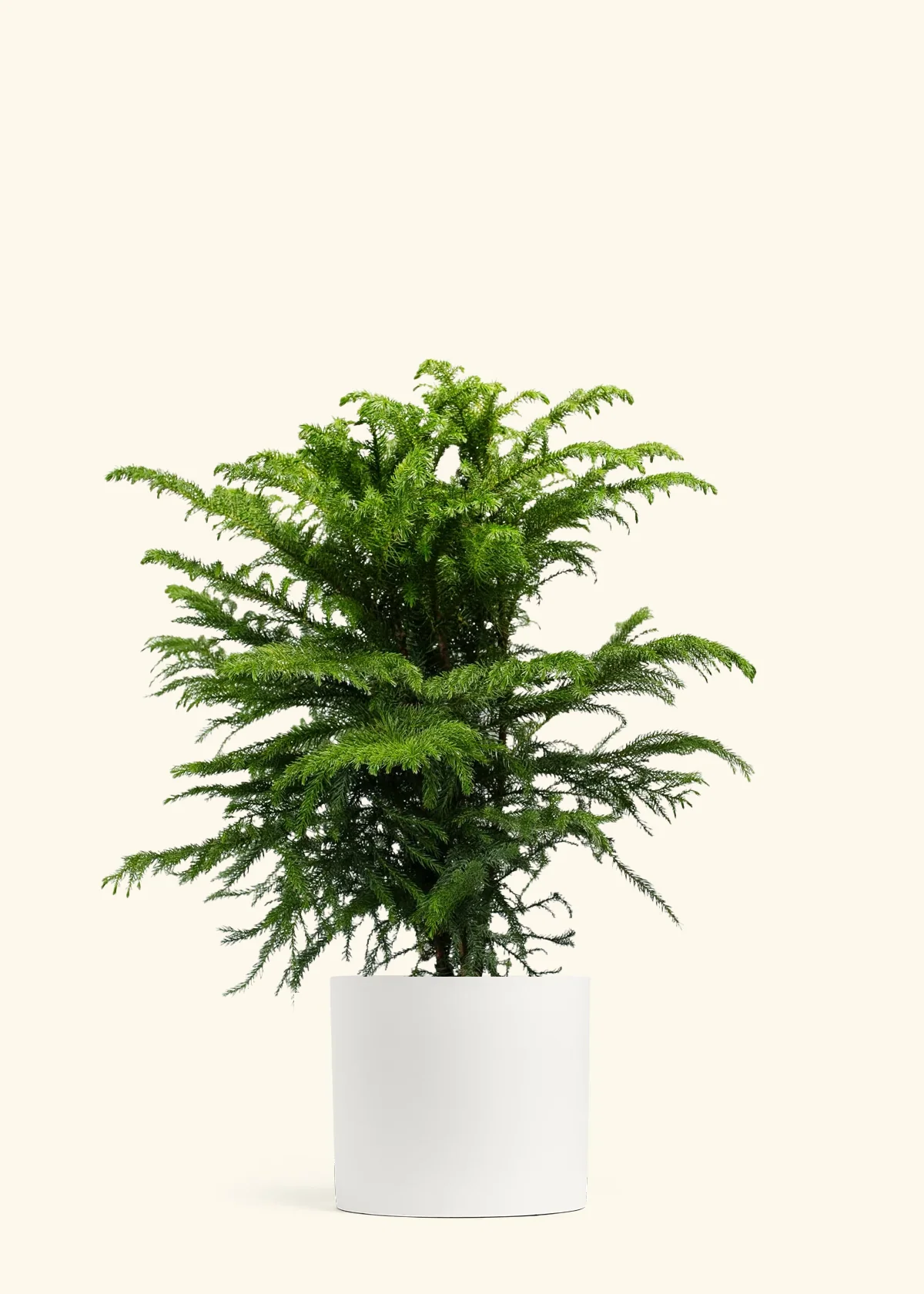 Norfolk Pine - Image 45
