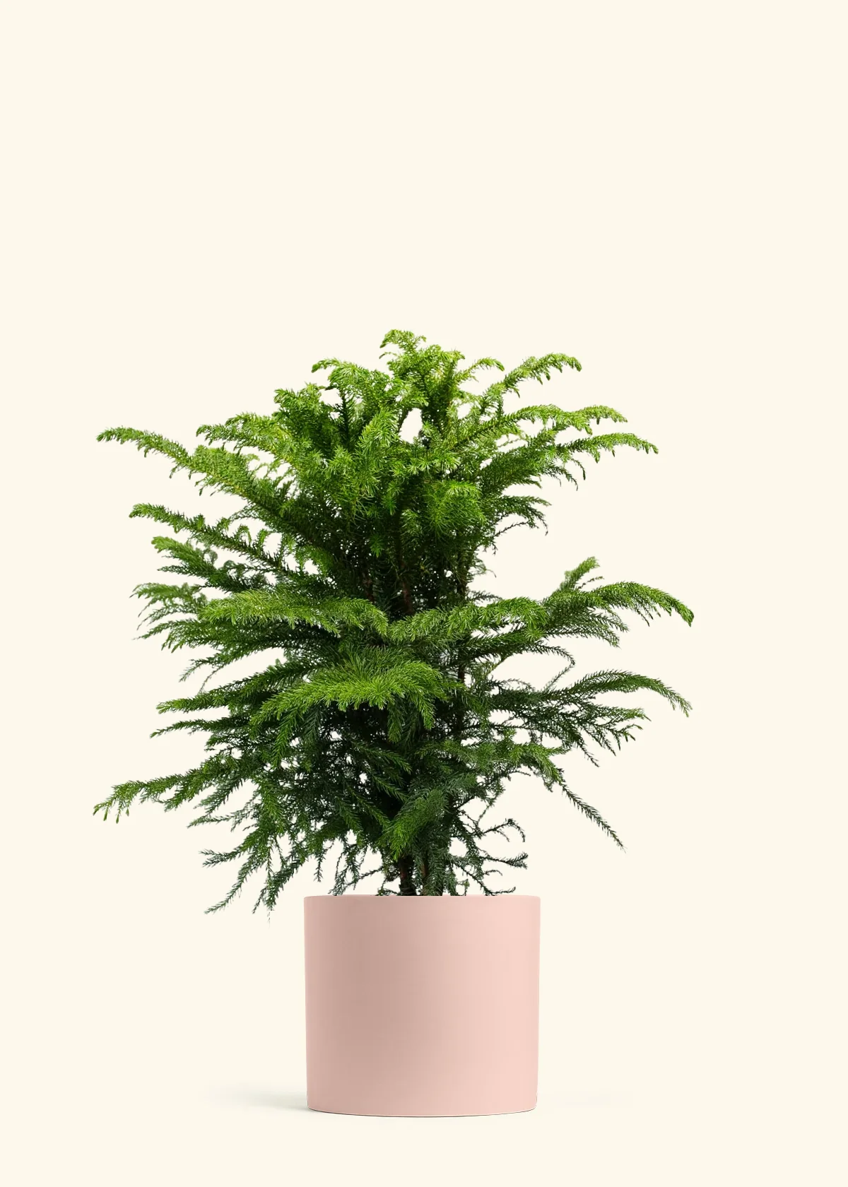 Norfolk Pine - Image 46