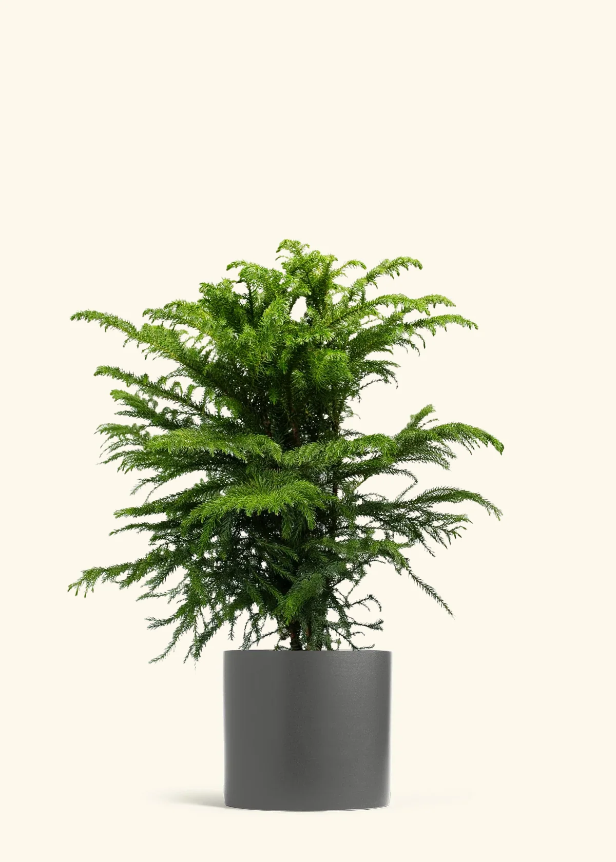 Norfolk Pine - Image 47