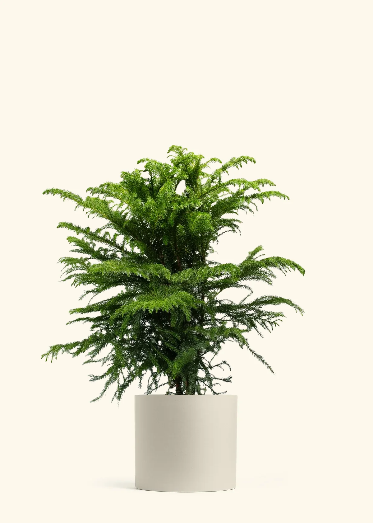 Norfolk Pine - Image 48
