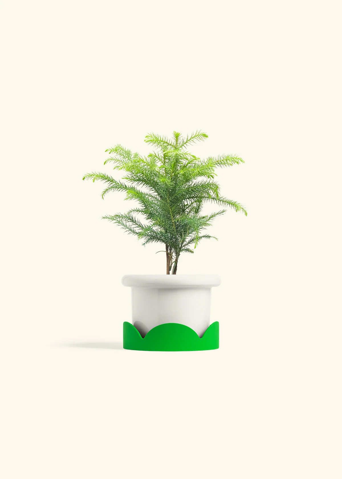 Norfolk Pine - Image 5