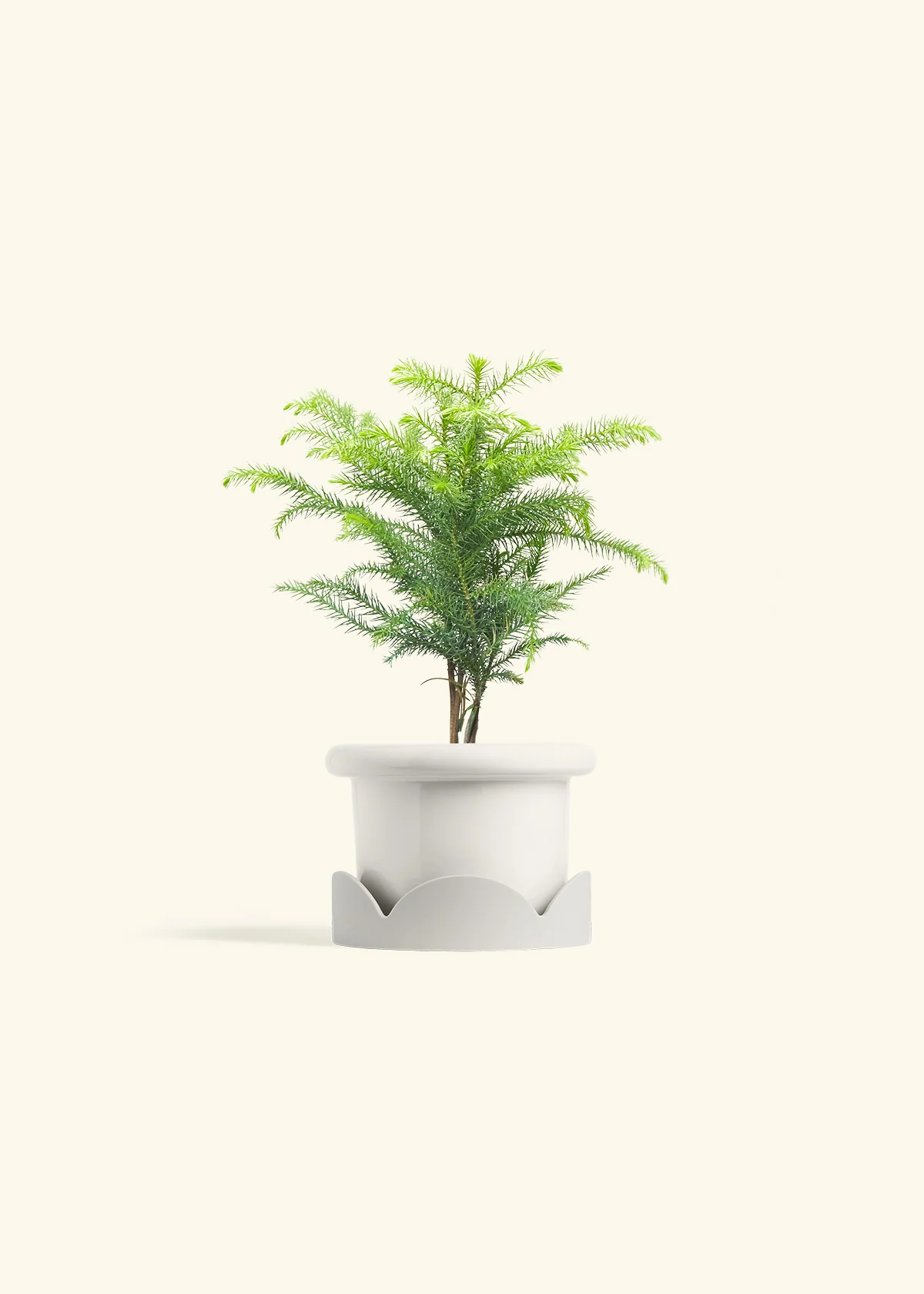 Norfolk Pine - Image 6