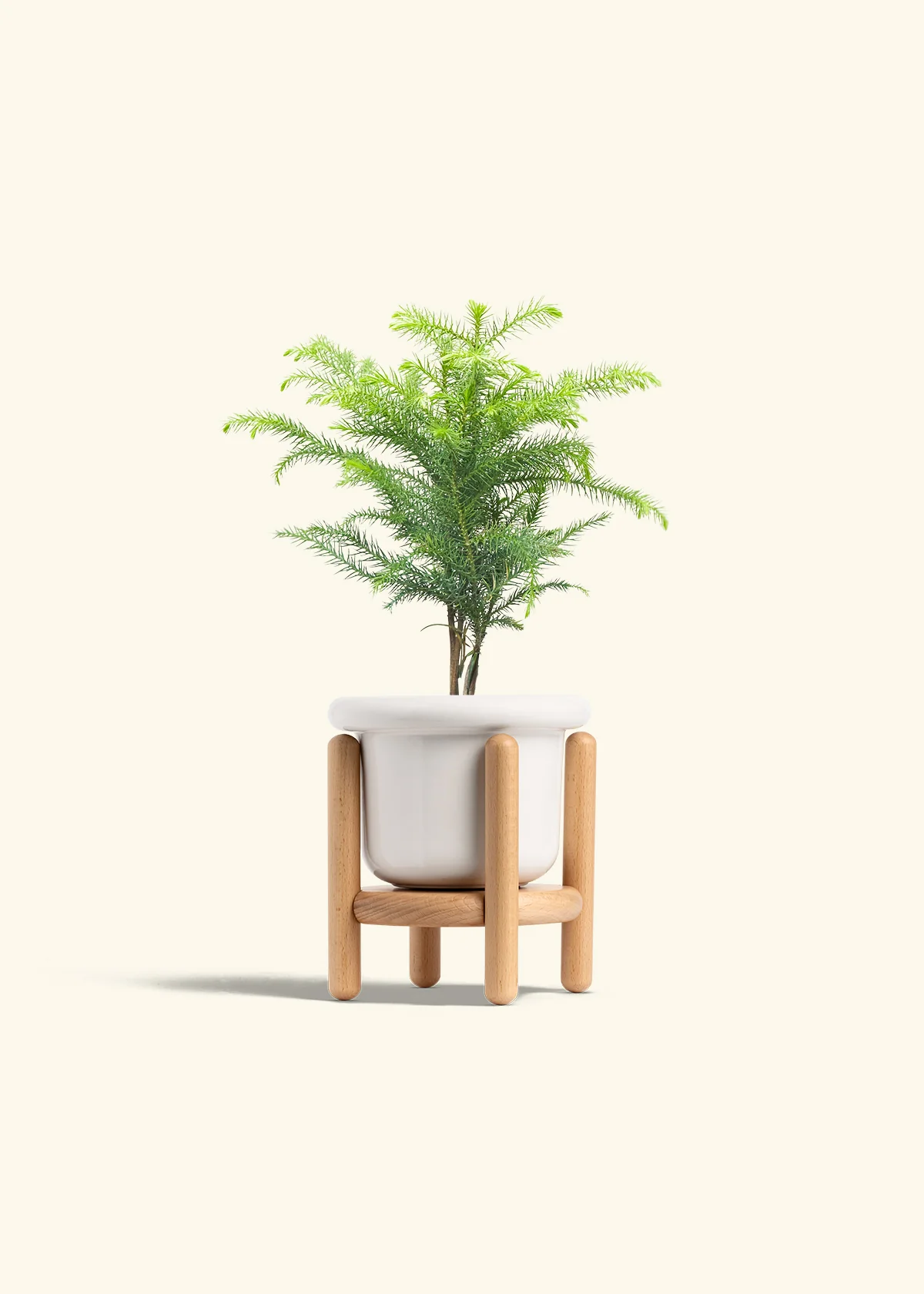 Norfolk Pine - Image 7