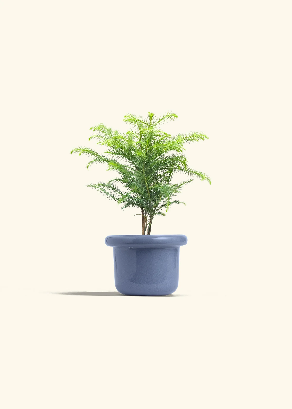 Norfolk Pine - Image 8