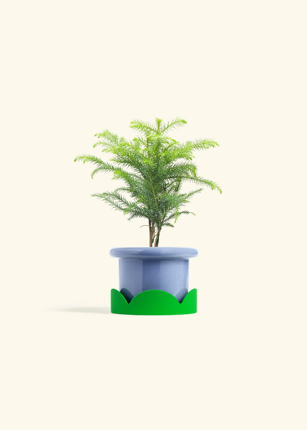 Norfolk Pine - Image 9