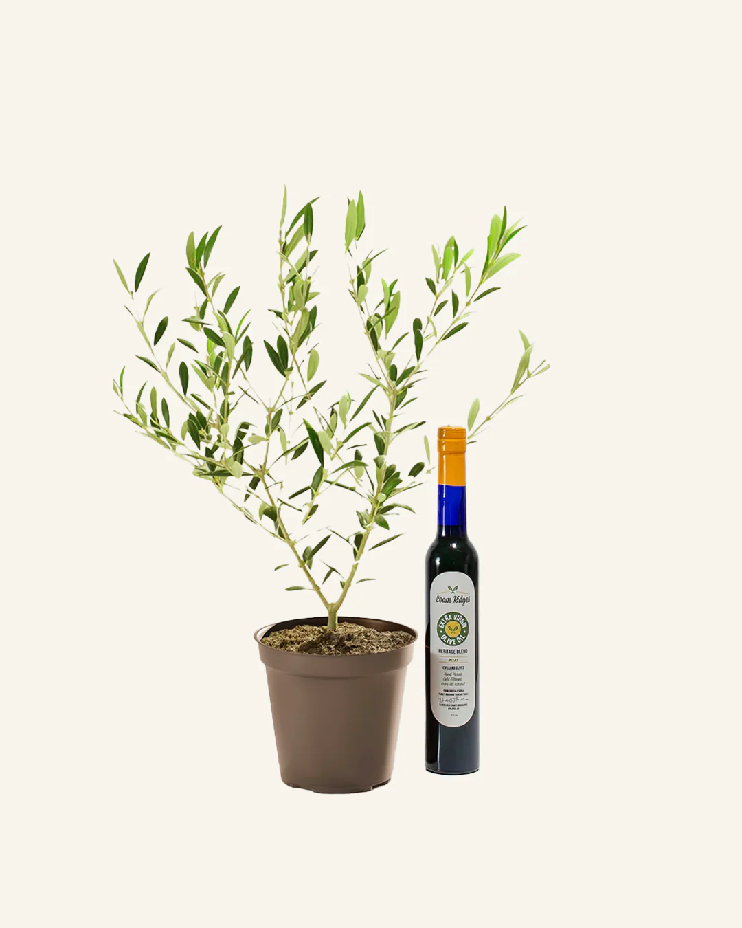 The Olive Lover's Bundle - Image 7