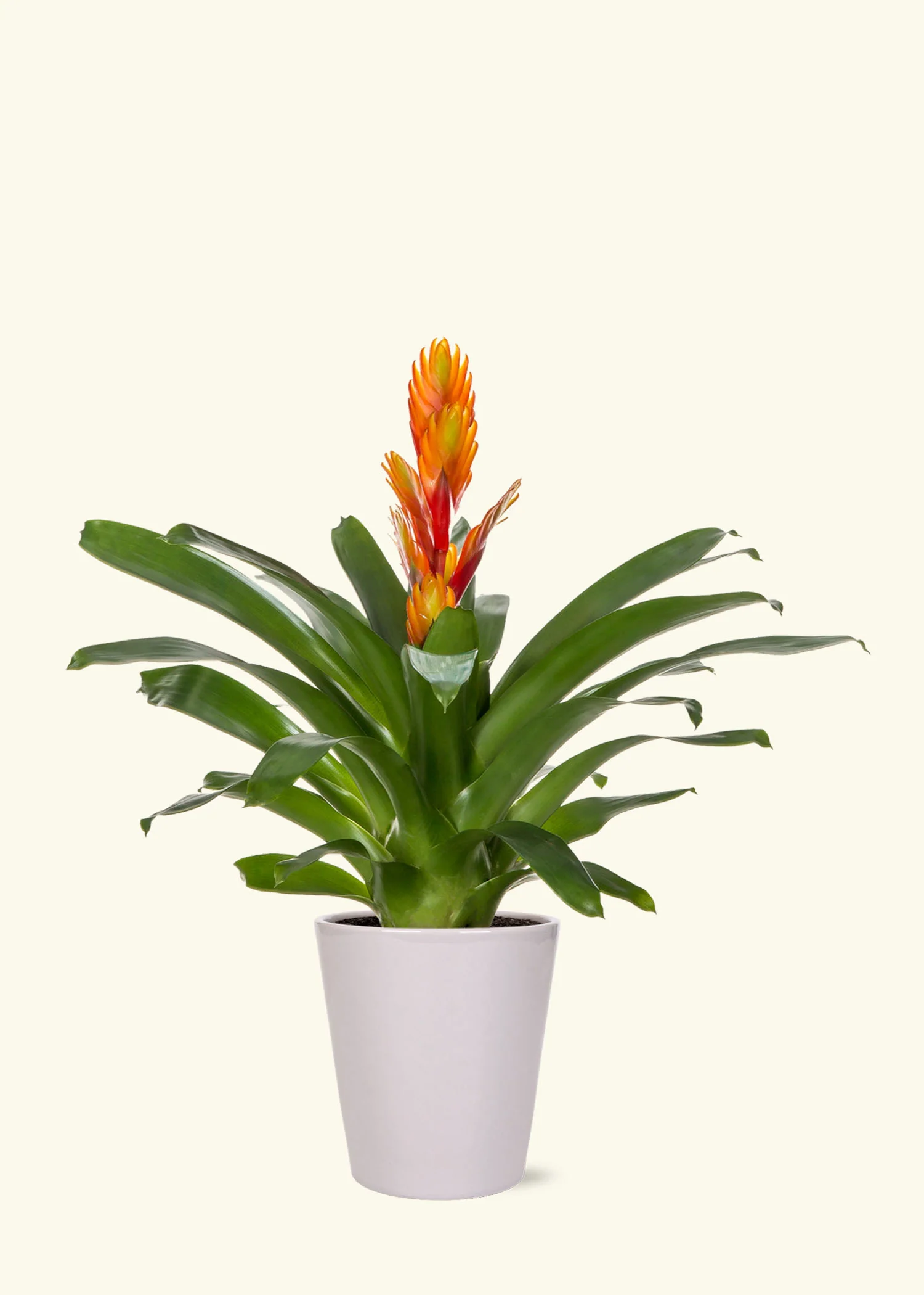 Orange Bromeliad - Image 3