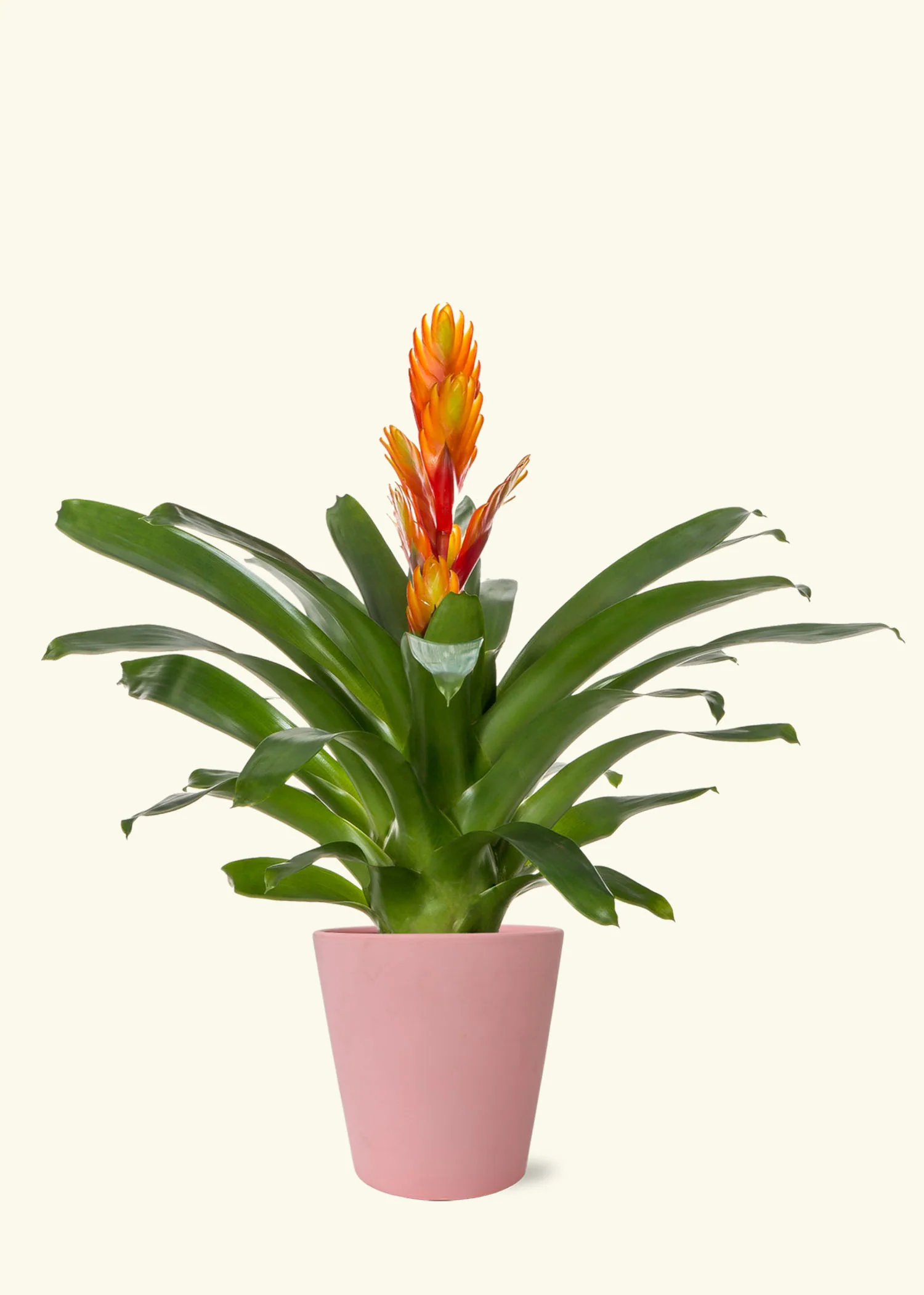Orange Bromeliad - Image 4