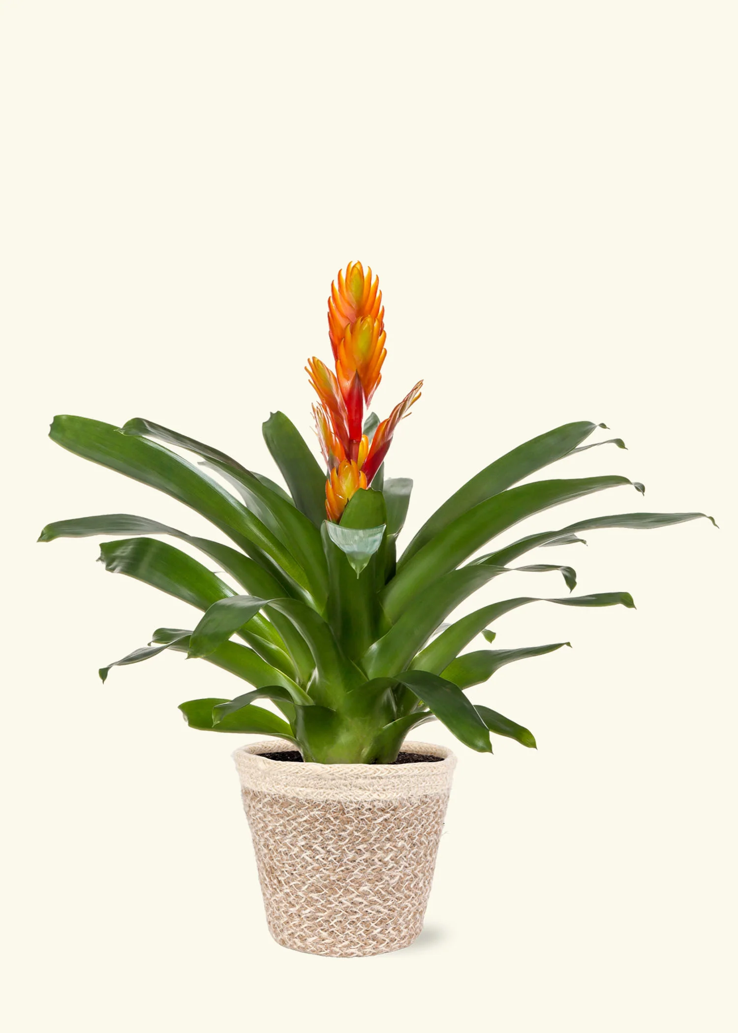 Orange Bromeliad - Image 5