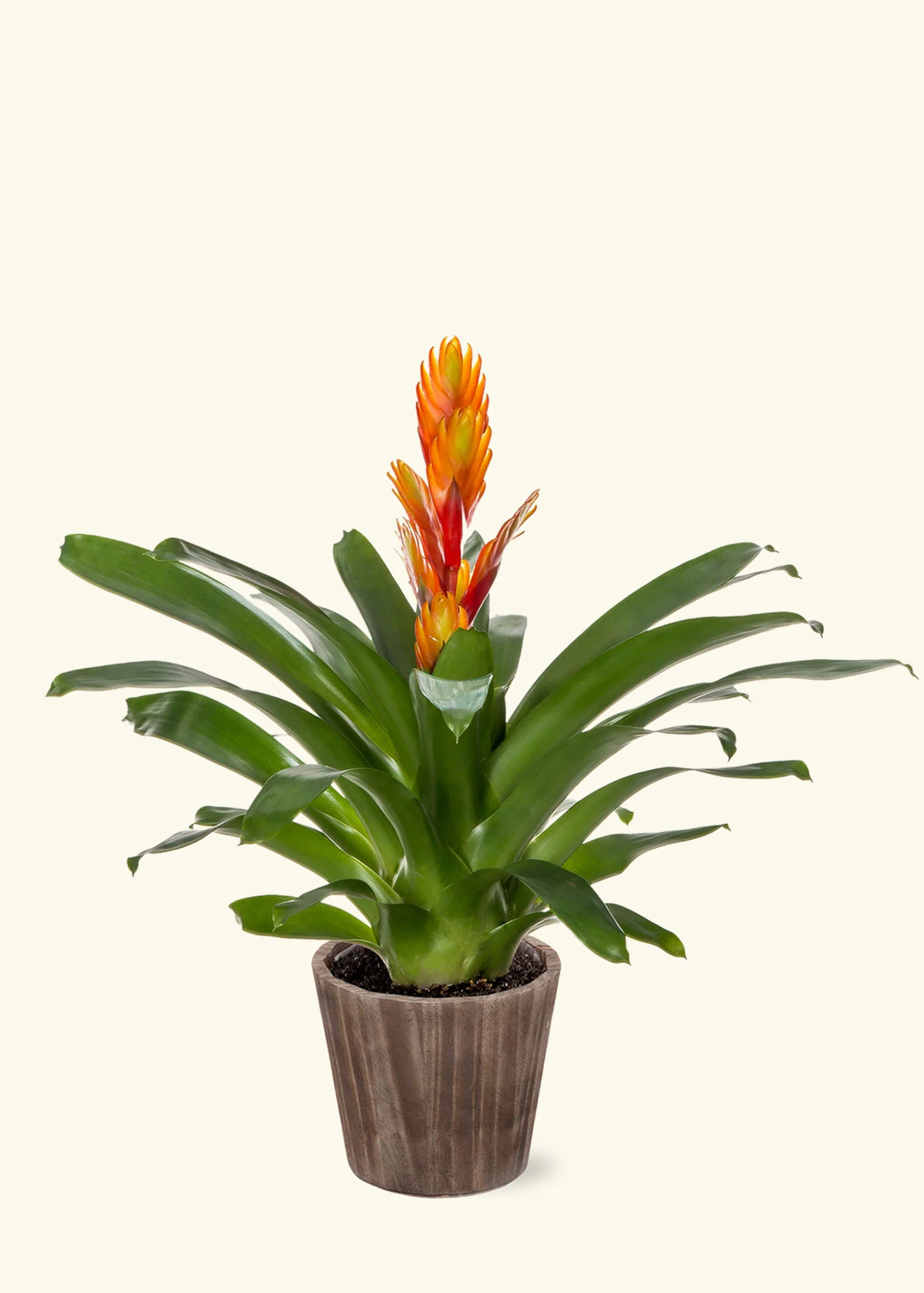 Orange Bromeliad - Image 6