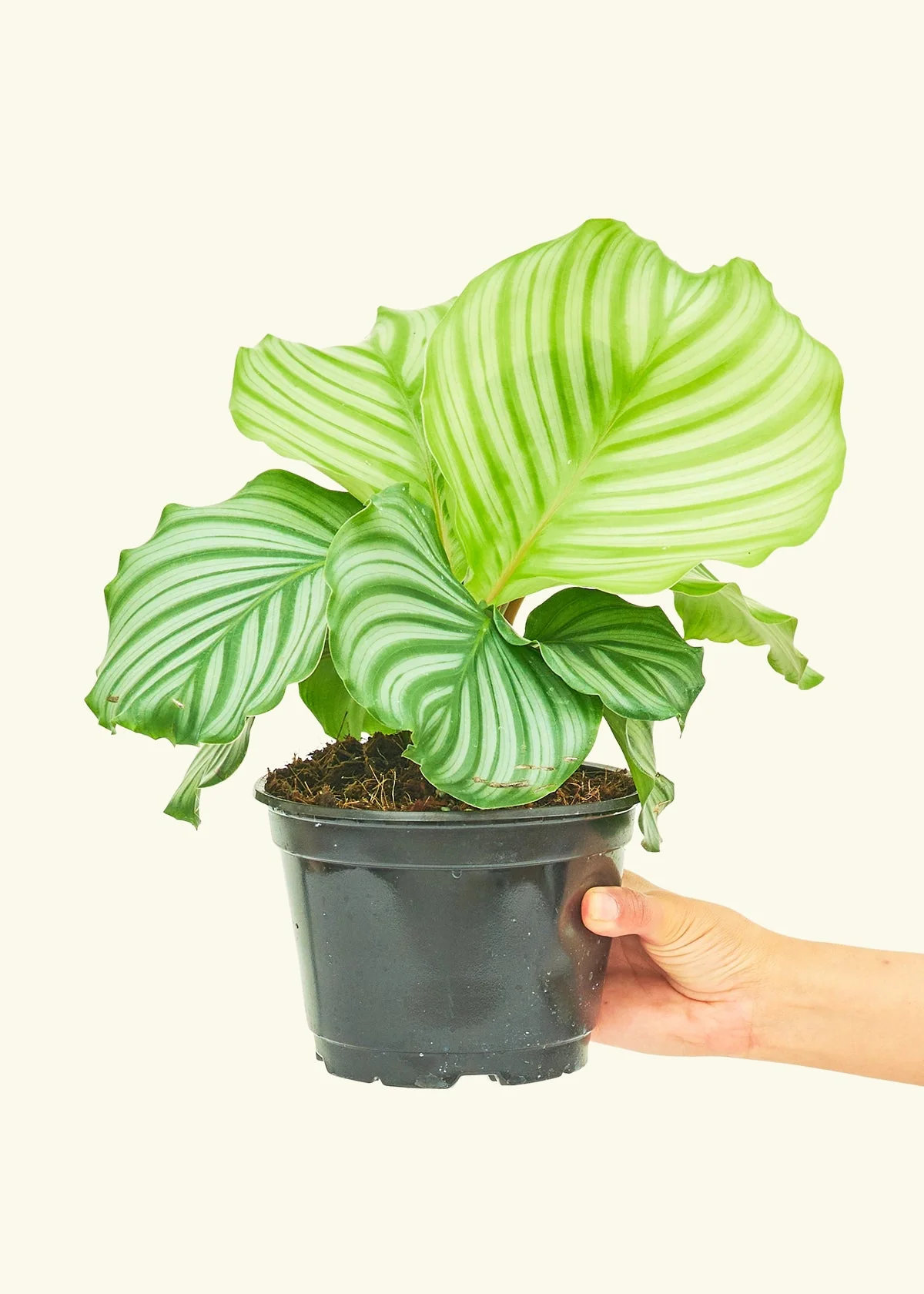 Orbit Peacock Plant - Image 10
