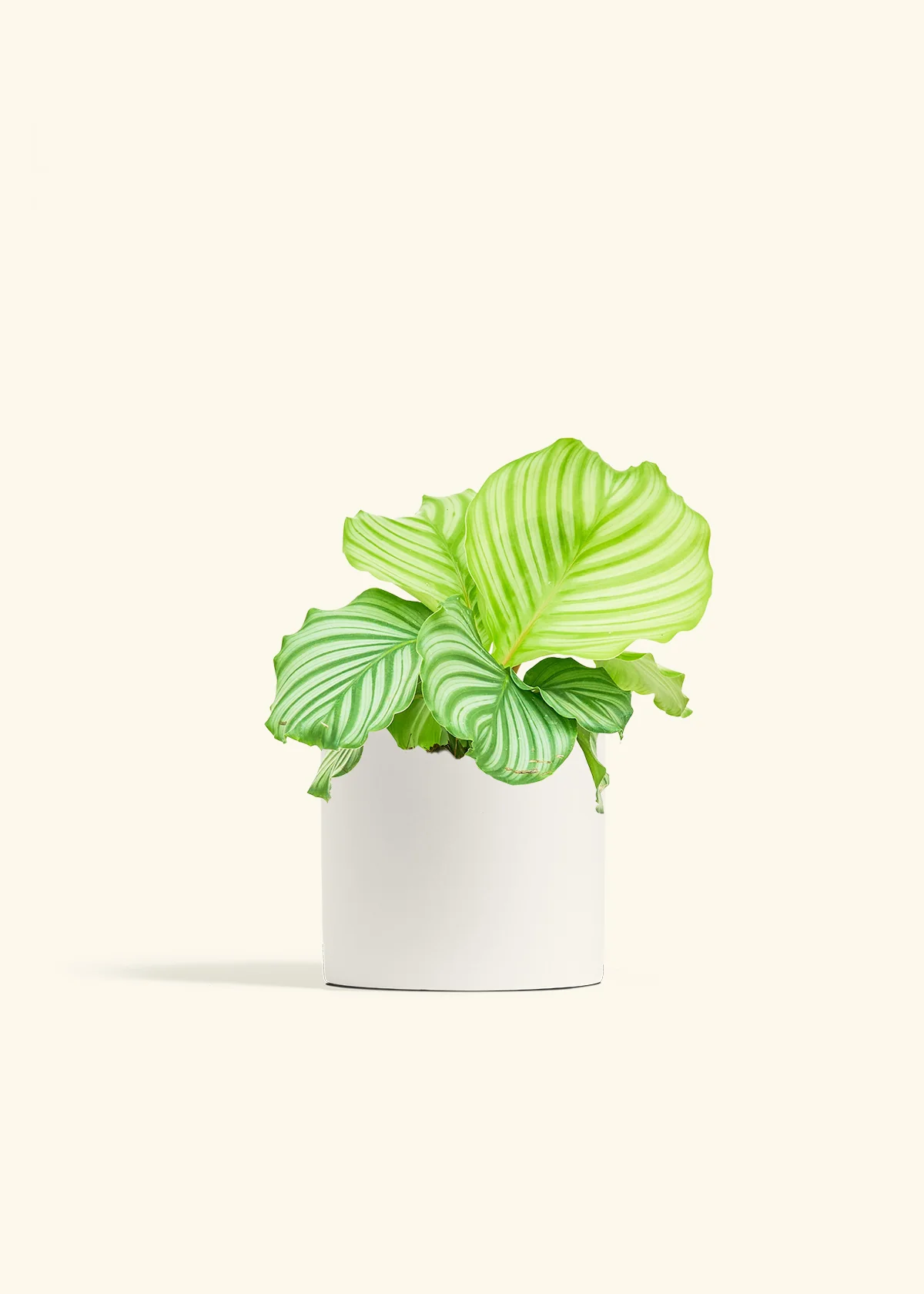 Orbit Peacock Plant - Image 11