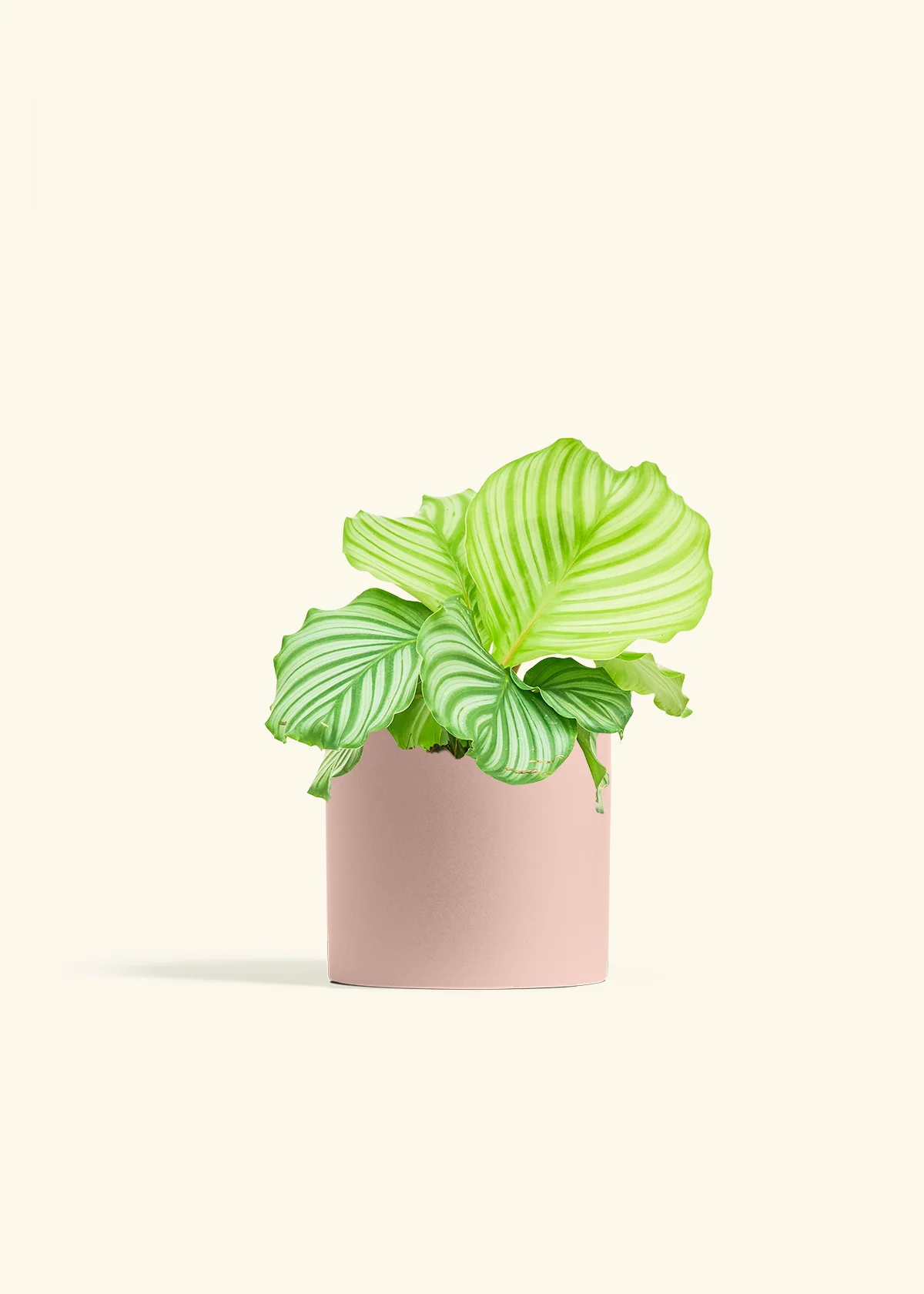 Orbit Peacock Plant - Image 12