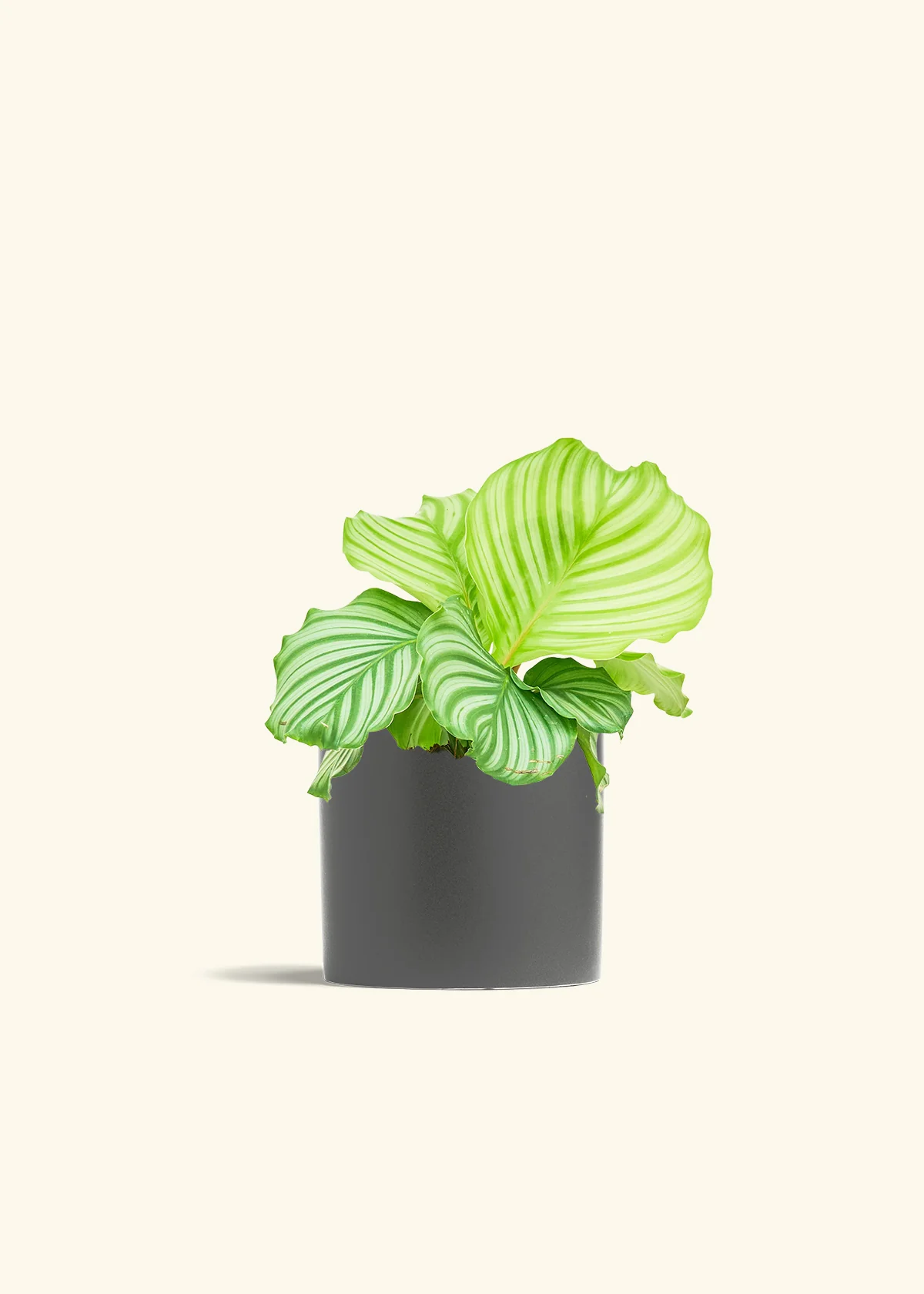 Orbit Peacock Plant - Image 13