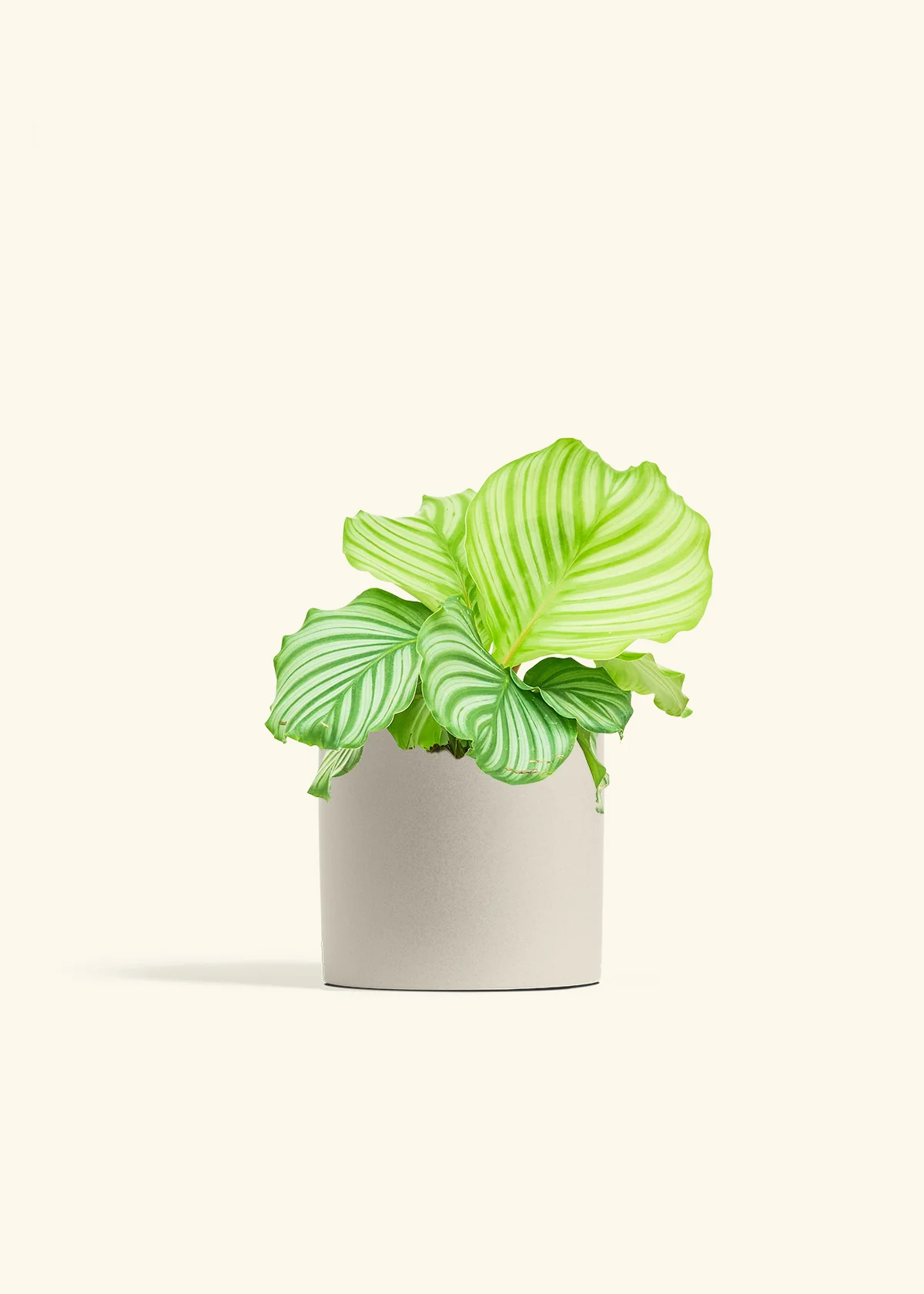 Orbit Peacock Plant - Image 14