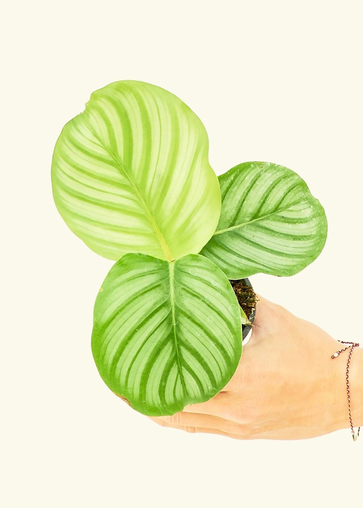 Orbit Peacock Plant - Image 3