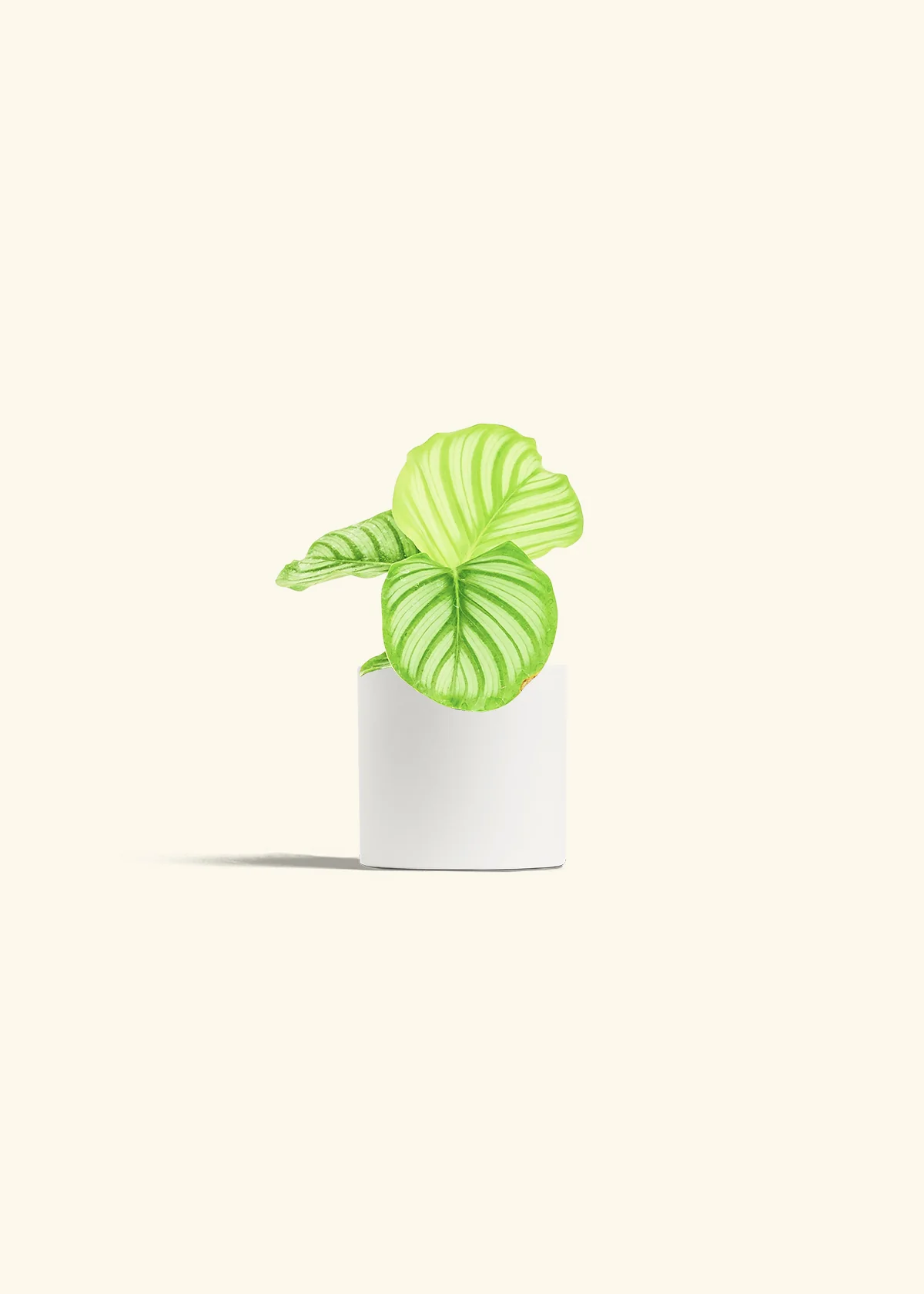 Orbit Peacock Plant - Image 4