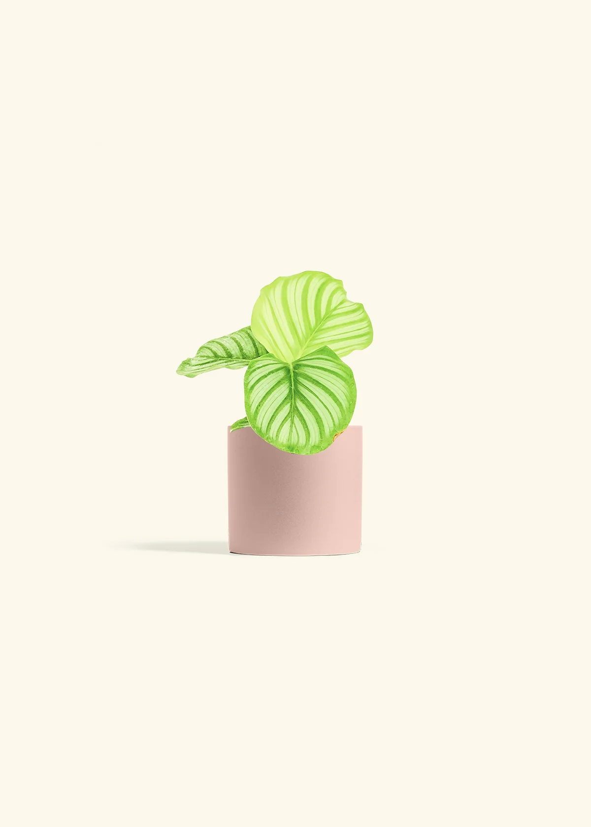 Orbit Peacock Plant - Image 5