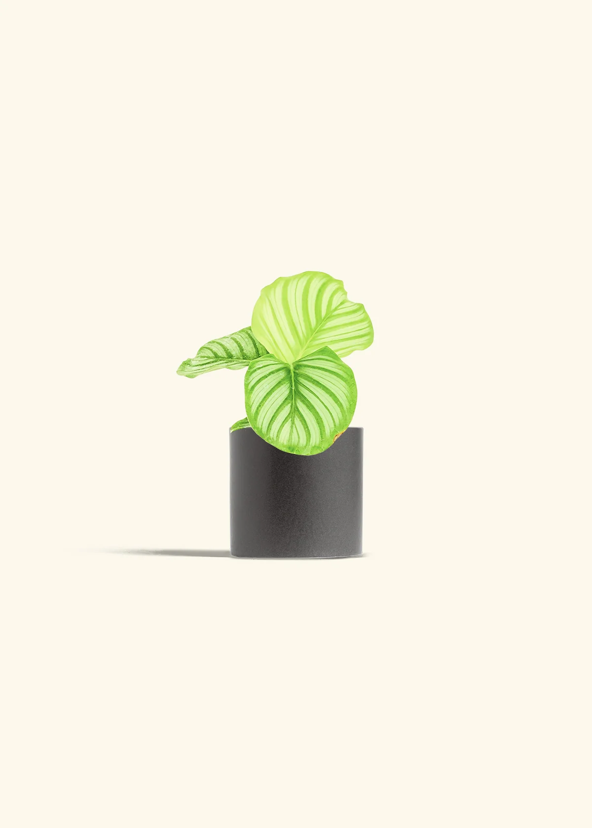 Orbit Peacock Plant - Image 6