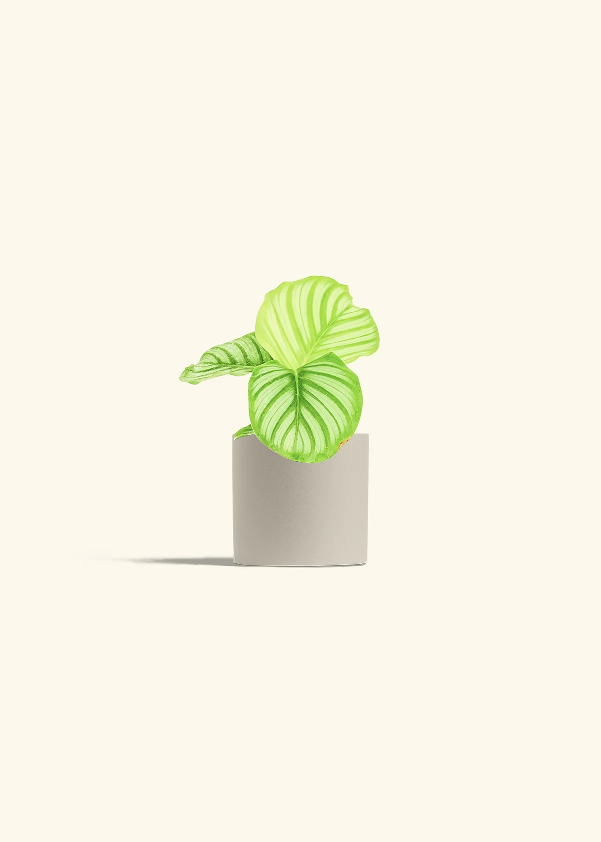 Orbit Peacock Plant - Image 7