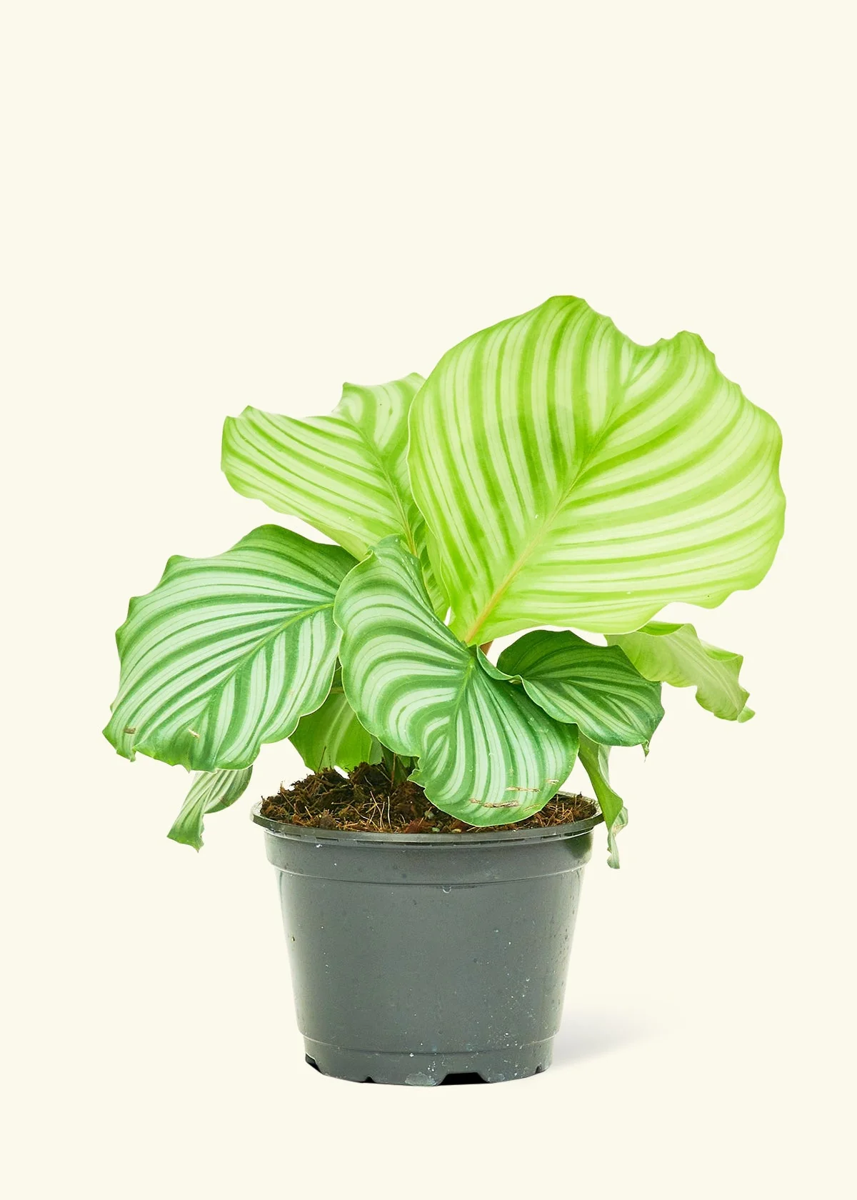 Orbit Peacock Plant - Image 8