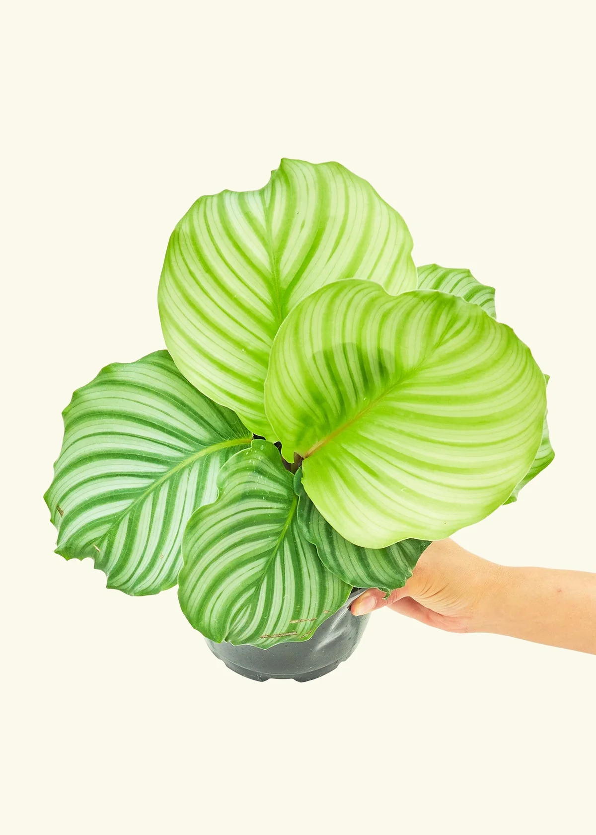 Orbit Peacock Plant - Image 9